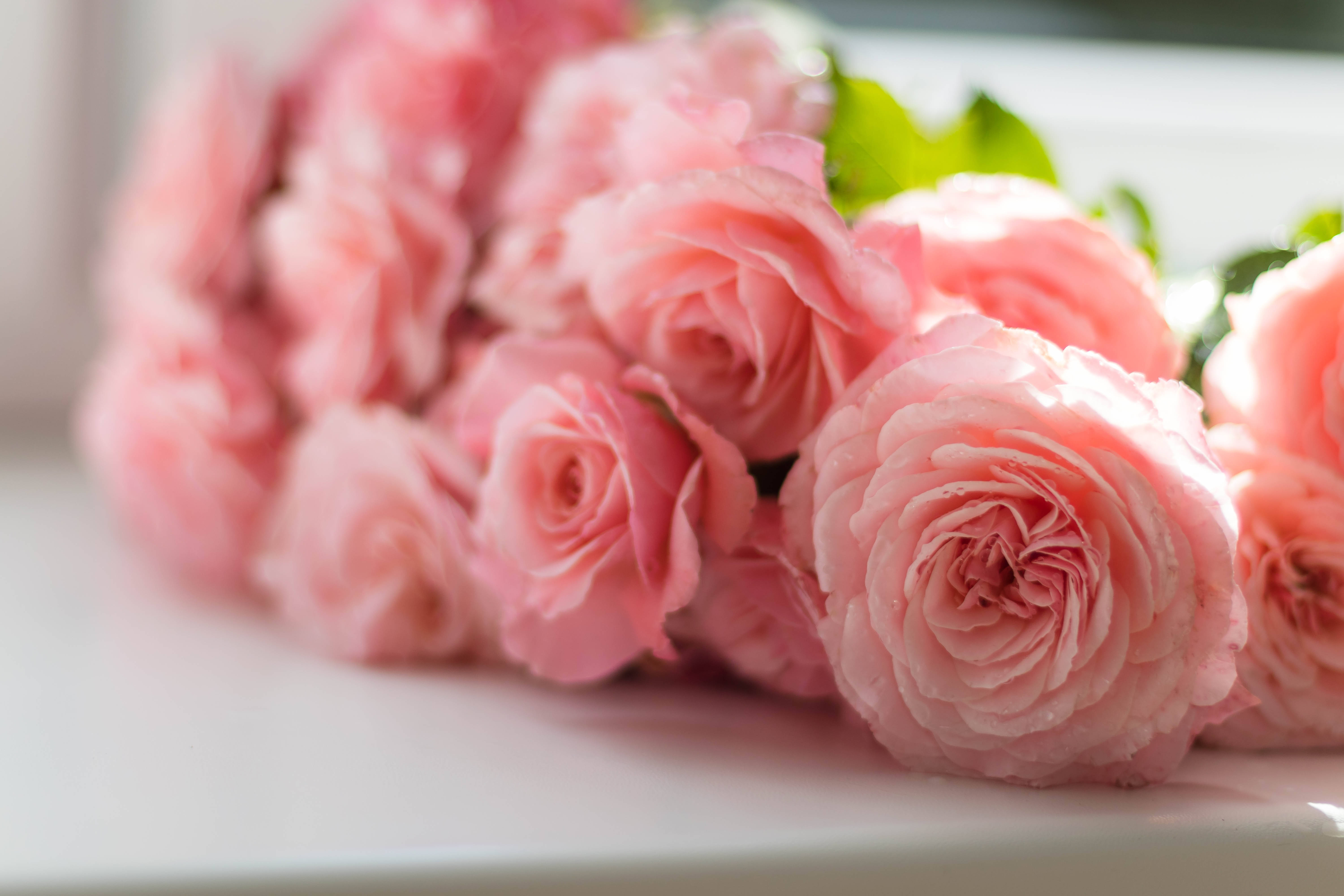 pink roses, dewdrops, layered petals, 5K Desktop Wallpaper