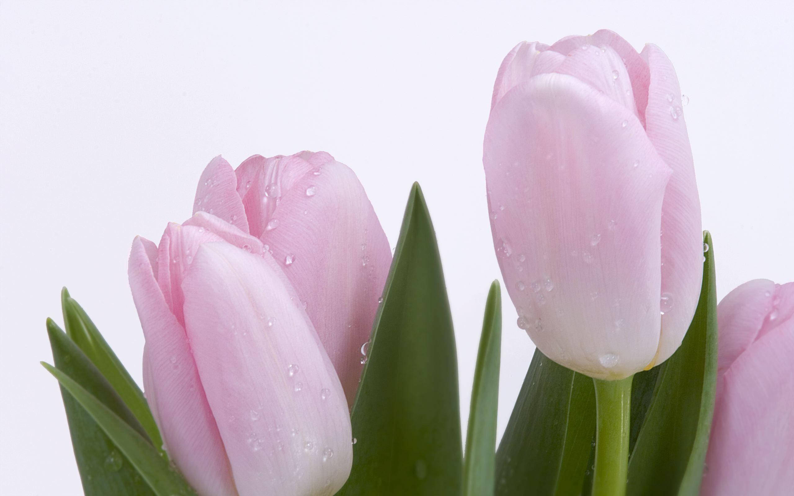 pink flower tulips, delicate pink tulips, dew drops, 2K Desktop Wallpaper