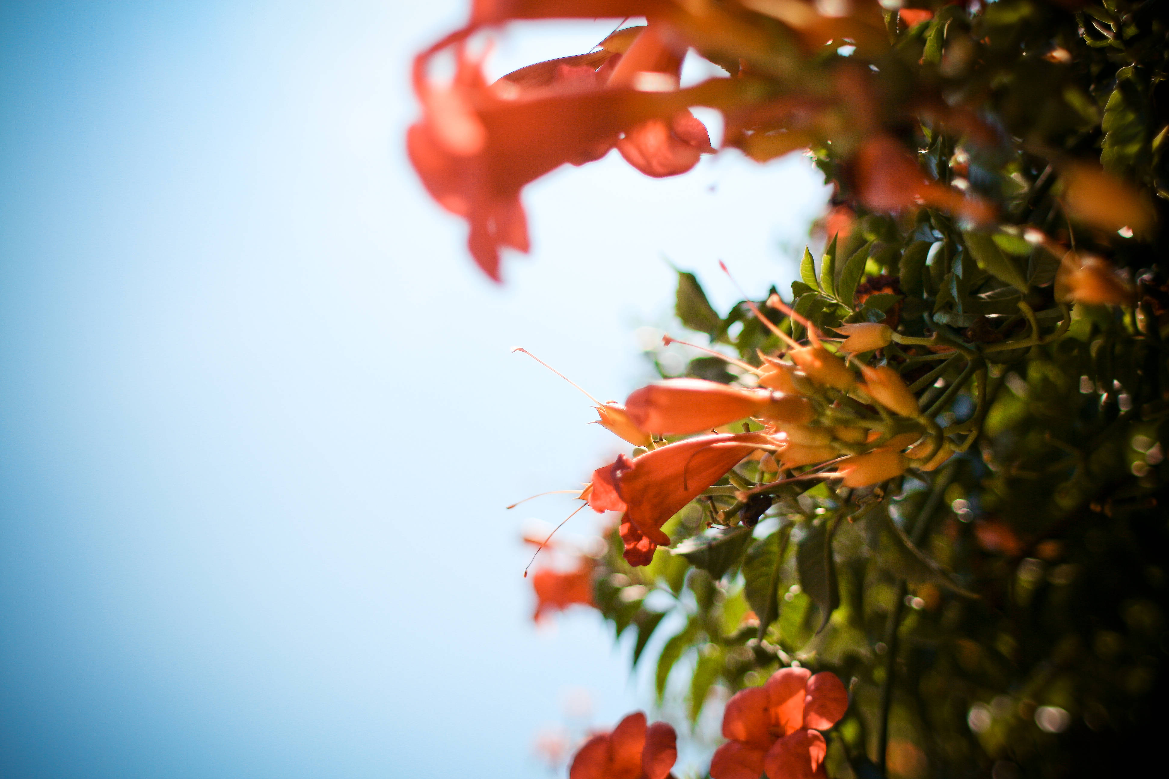 red flower garden, blue sky, vibrant orange trumpet flowers, 4K Desktop Wallpaper