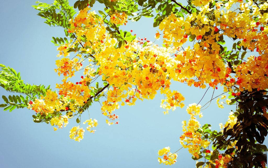 yellow flowers, tree, summer, SD Desktop Wallpaper