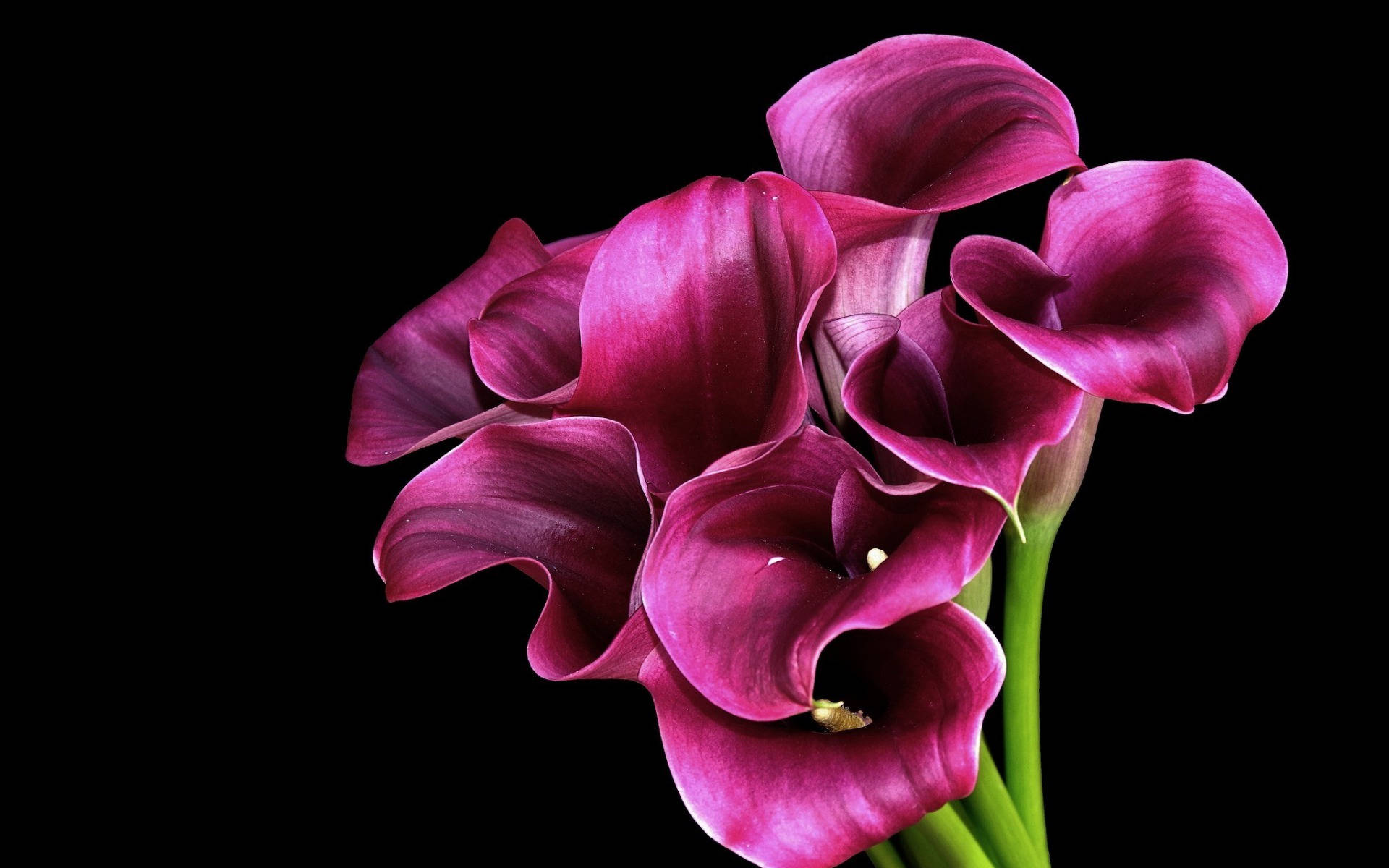 Purple Bog Arum Flower, deep purple, calla lilies, Full HD Desktop Wallpaper