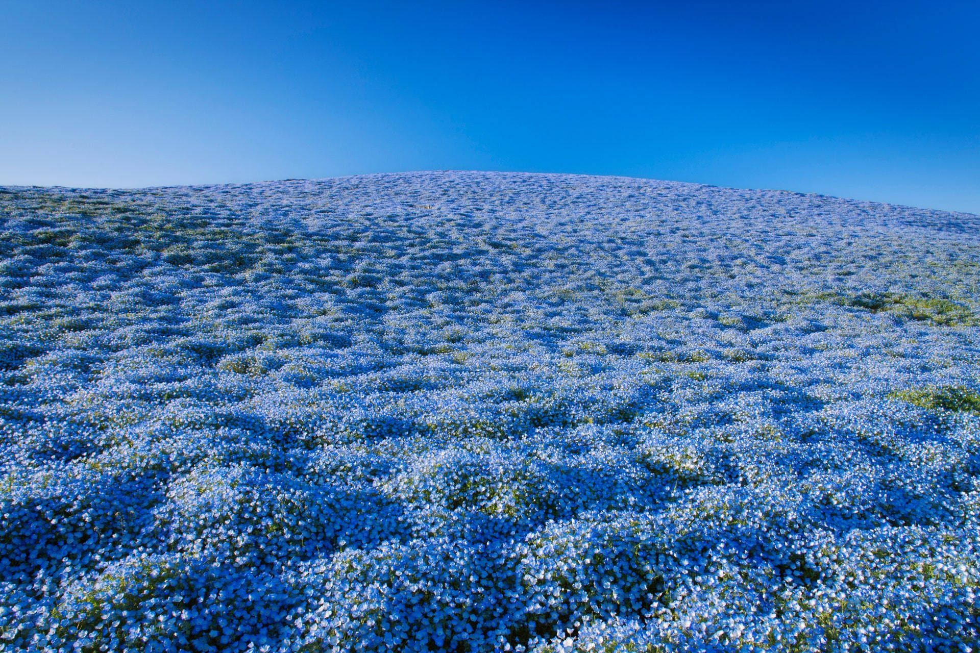 baby blue nemophilas, flower field, clear azure sky, Full HD Desktop Wallpaper