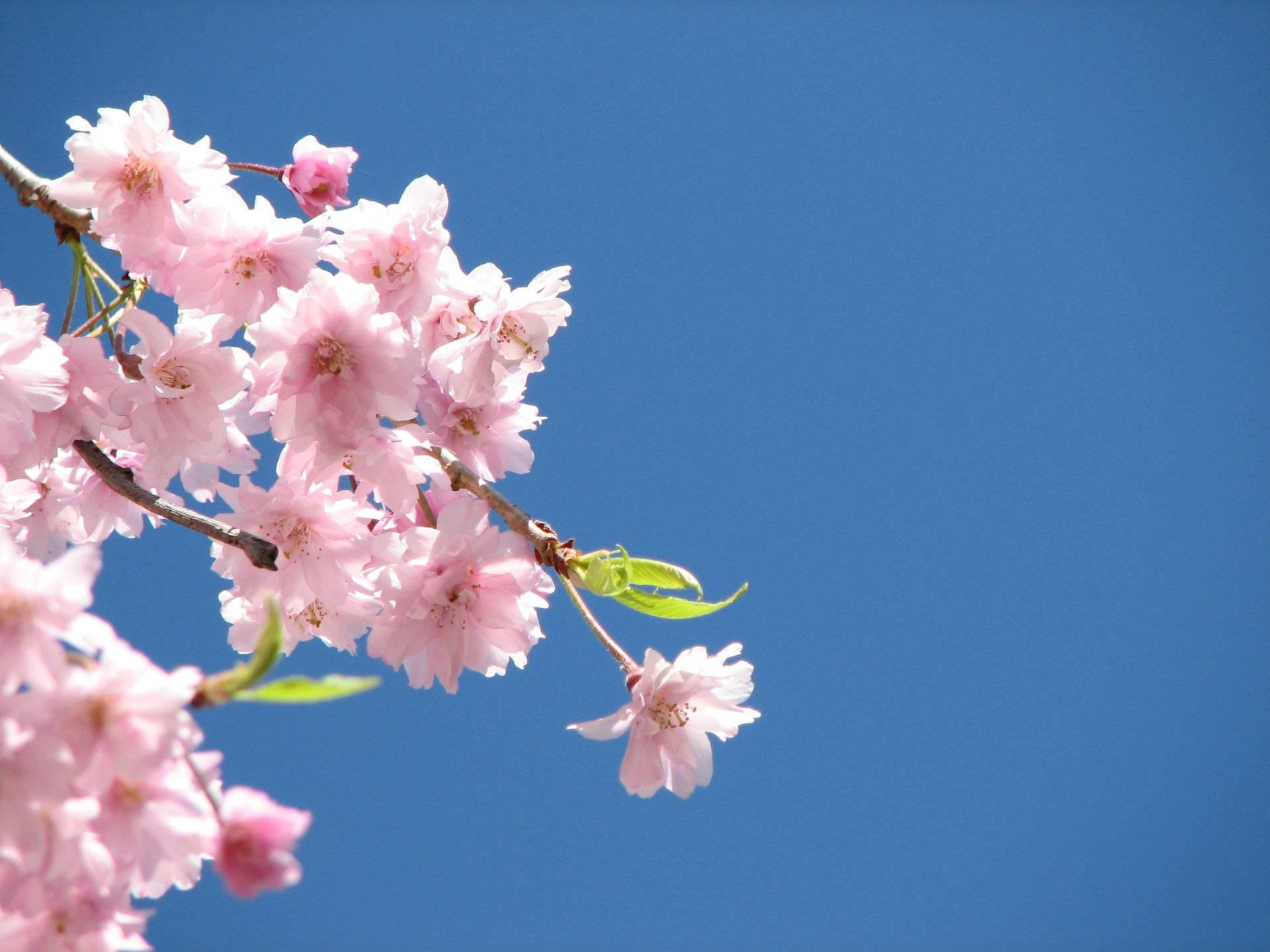 cherry blossoms, pink, vibrant blue sky, Full HD Desktop Wallpaper
