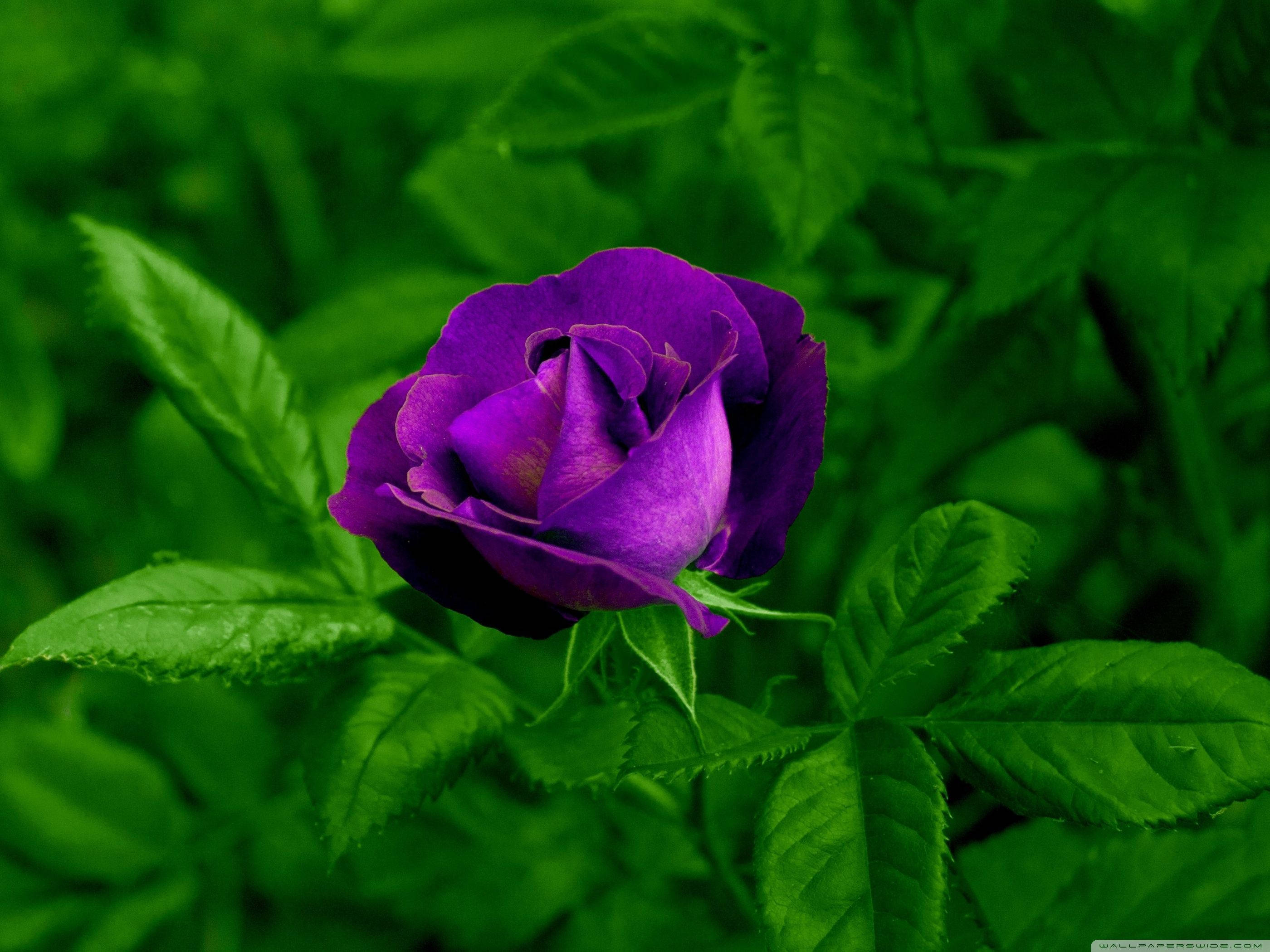 purple rosebud, deep purple, lush green foliage, 2K Desktop Wallpaper