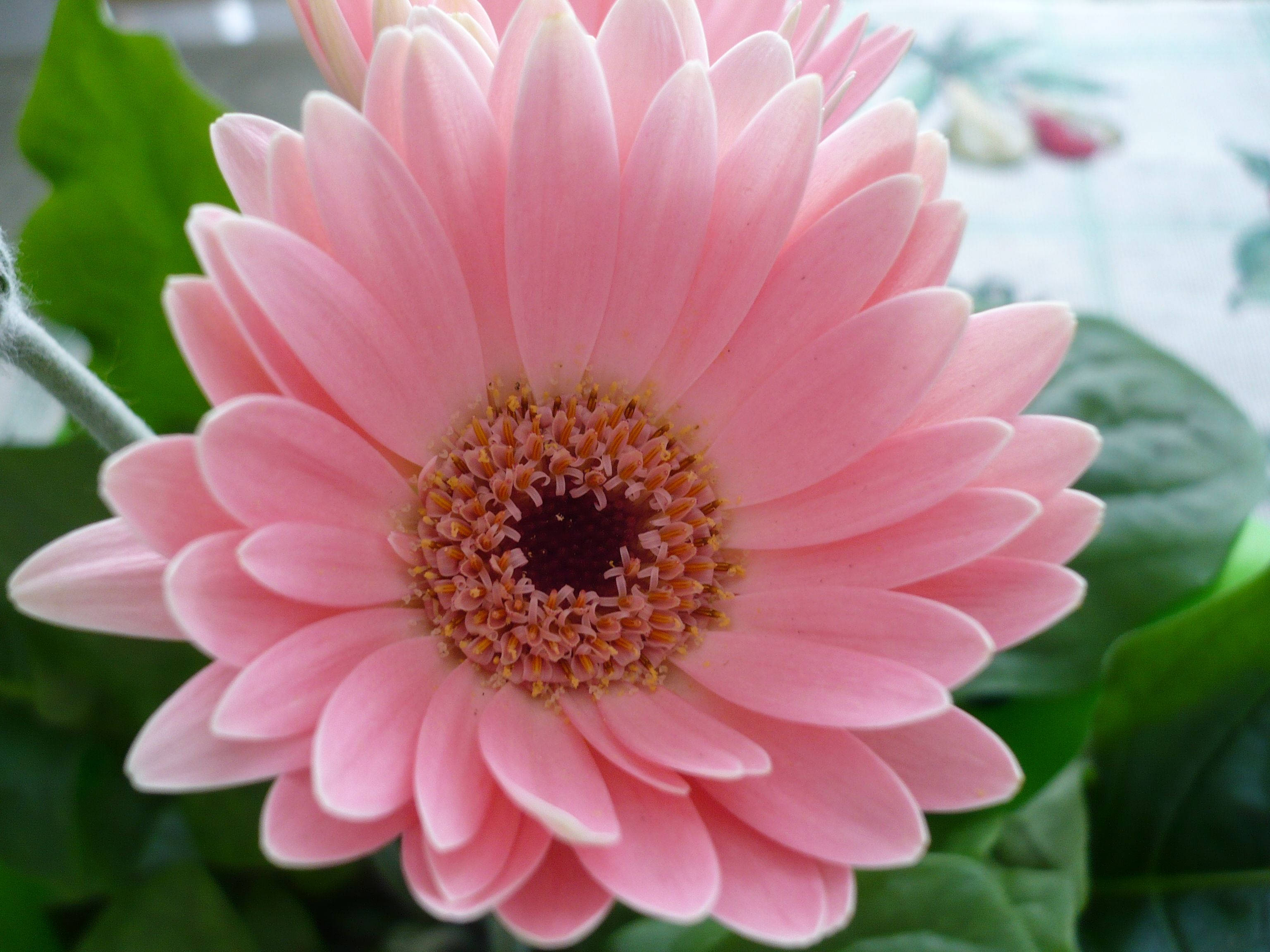 gerbera daisy, soft pink, layered petals, 2K Desktop Wallpaper