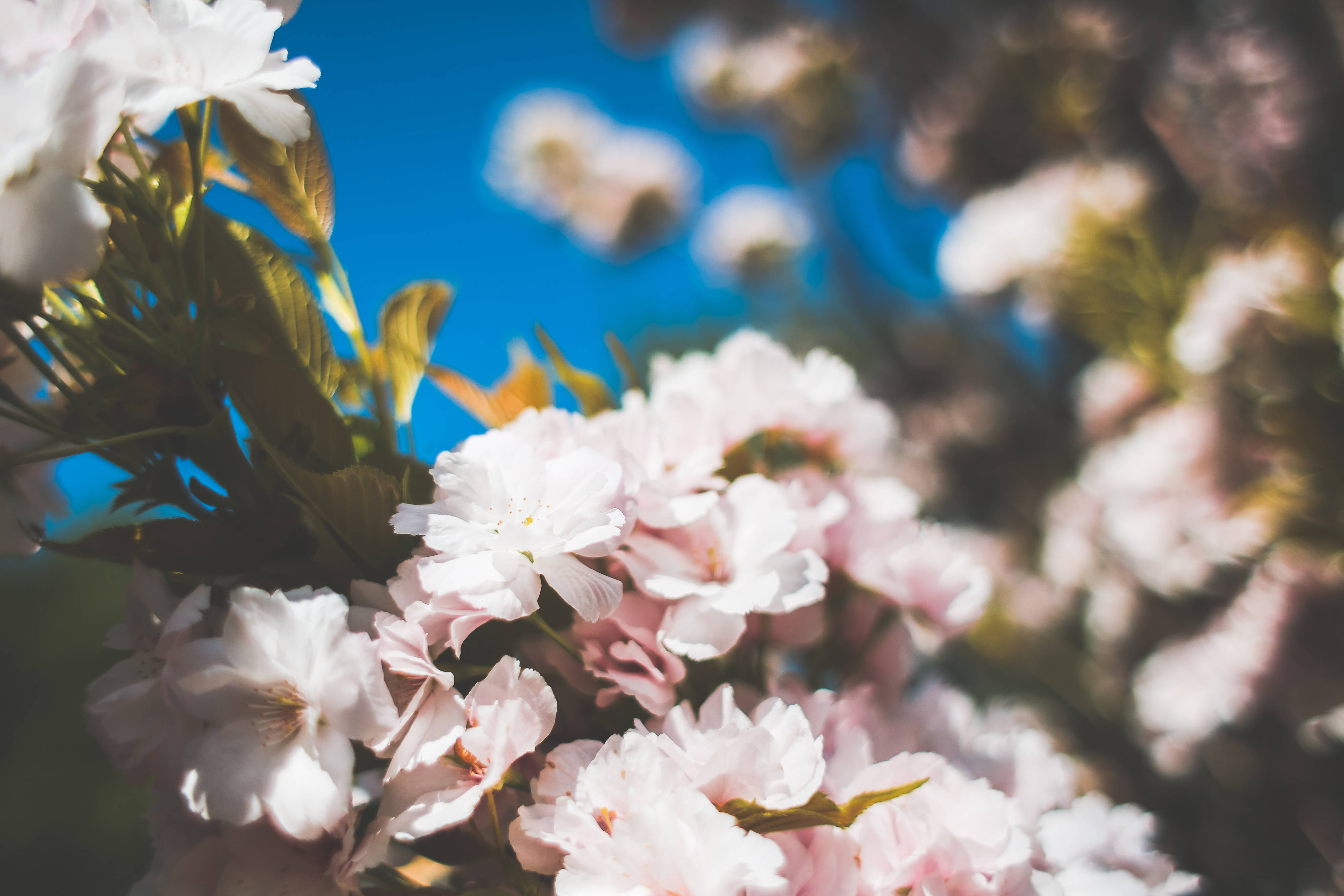 soft pink cherry blossoms, vivid blue sky, sunlit spring scene, 4K Desktop Wallpaper