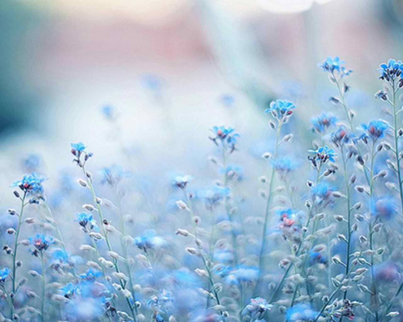 dreamy blue flower stems, soft blue forget-me-not flowers, sunlit meadow, HD Desktop Wallpaper