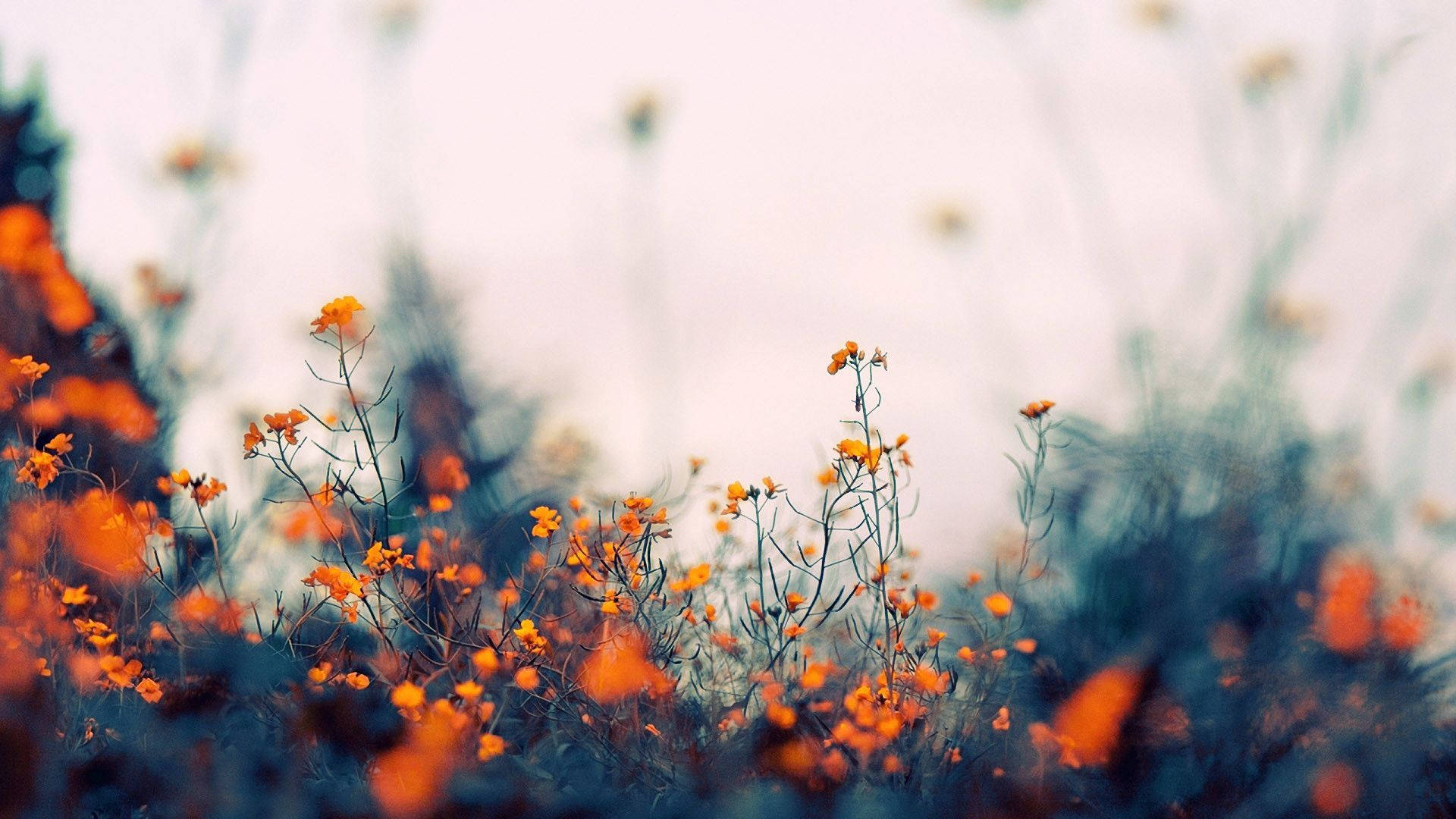 indie aesthetic laptop, orange flowers, wildflowers, Full HD Desktop Wallpaper