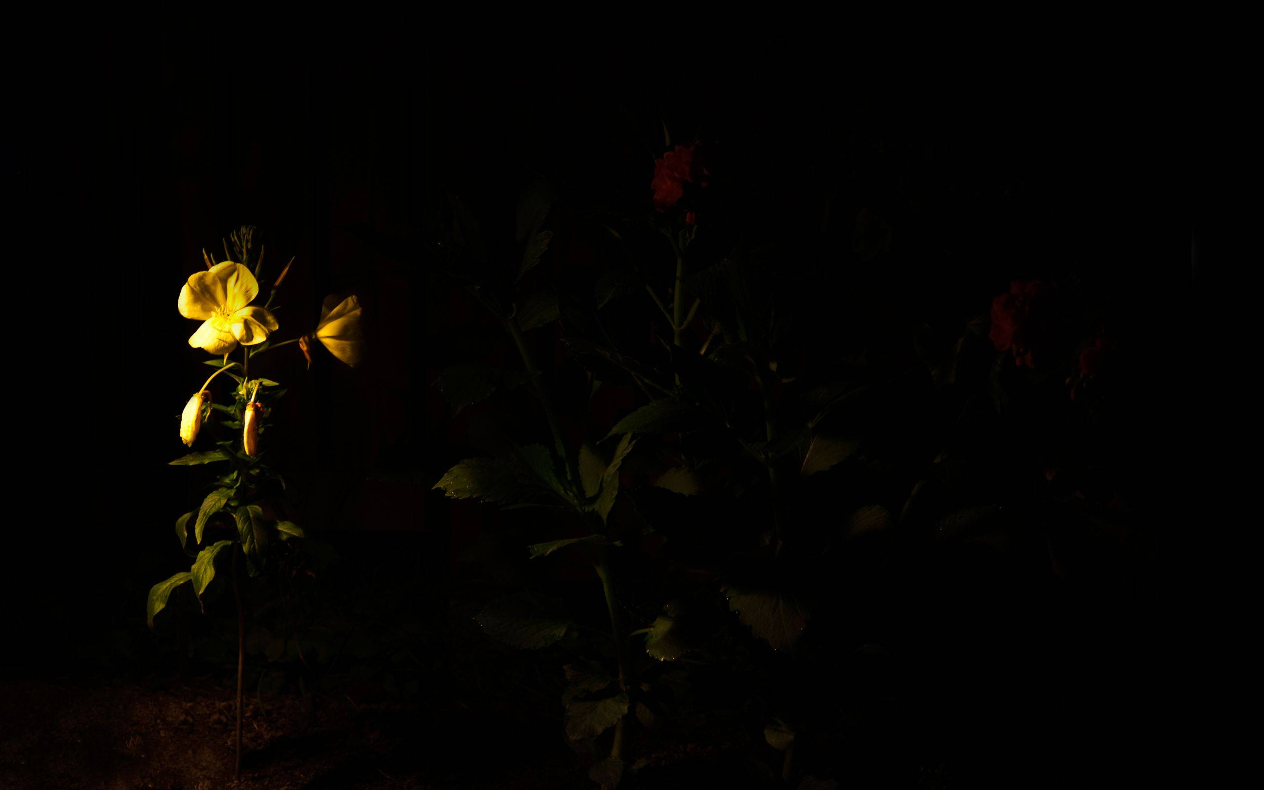 glowing yellow flower, pitch black night, faint red blooms, 2K Desktop Wallpaper