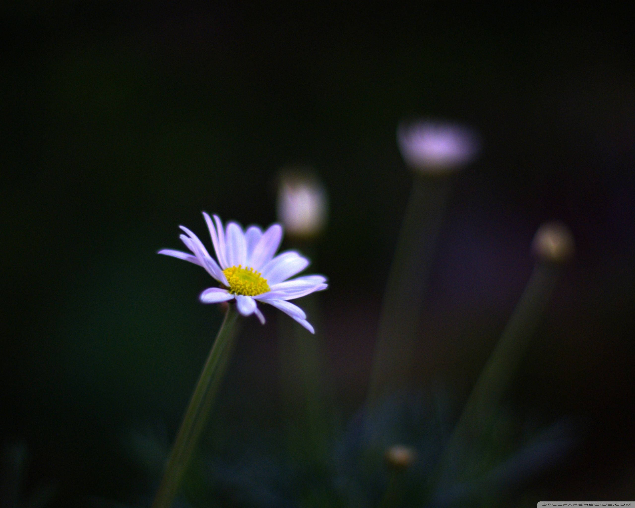 purple daisy, bright yellow center, dark blurred background, 2K Desktop Wallpaper
