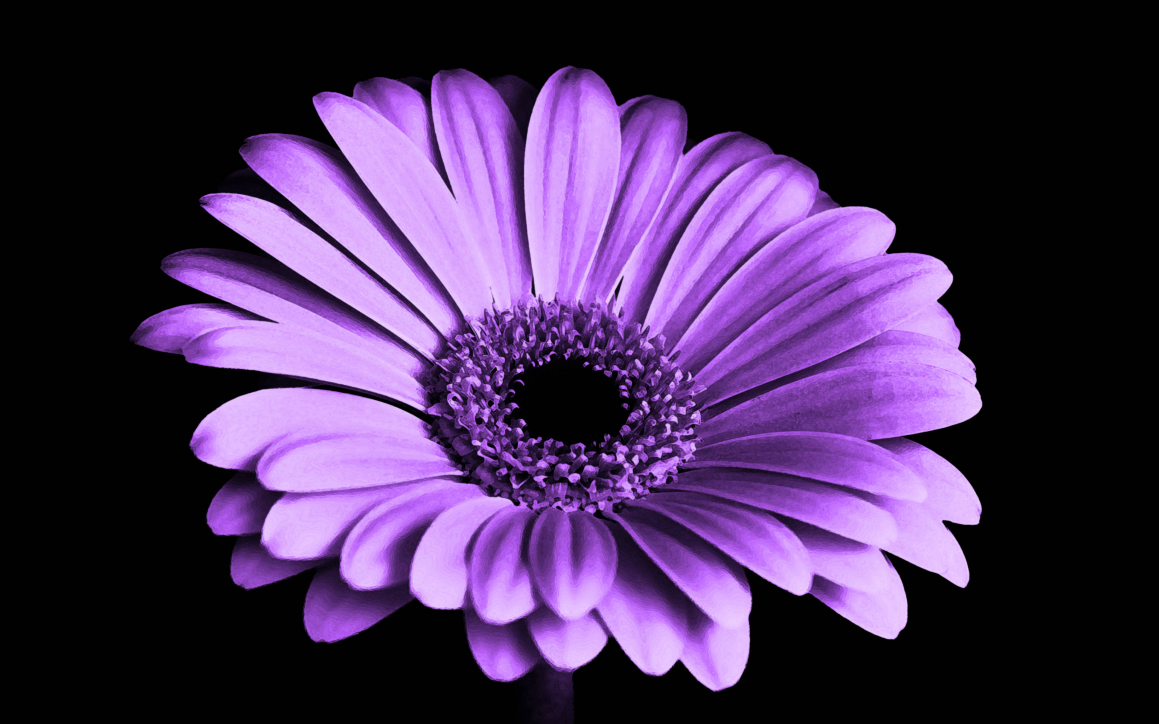 Gerbera Purple Flower, vibrant purple daisy, layered petals, 4K Desktop Wallpaper