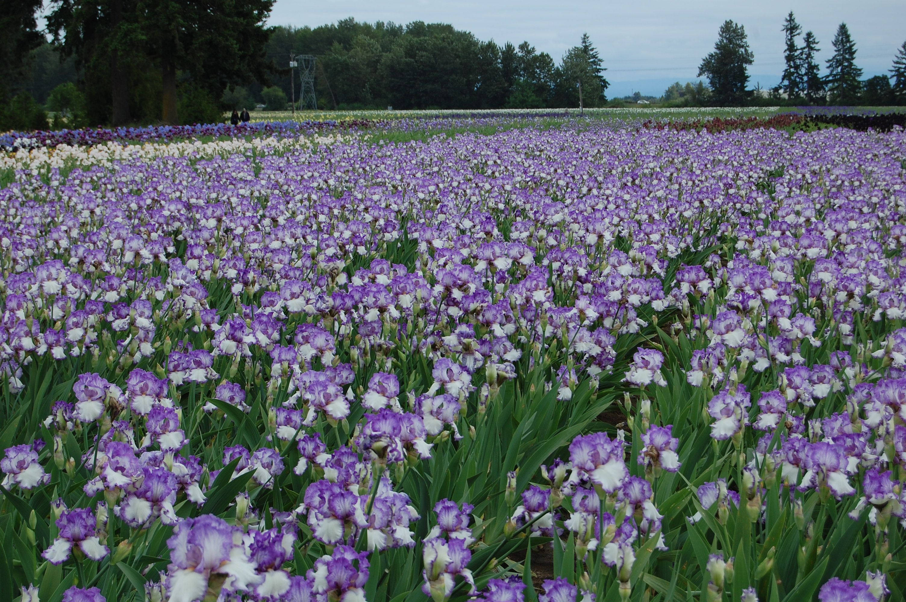 purple iris flower field, purple and white irises, tree-lined horizon, 2K Desktop Wallpaper