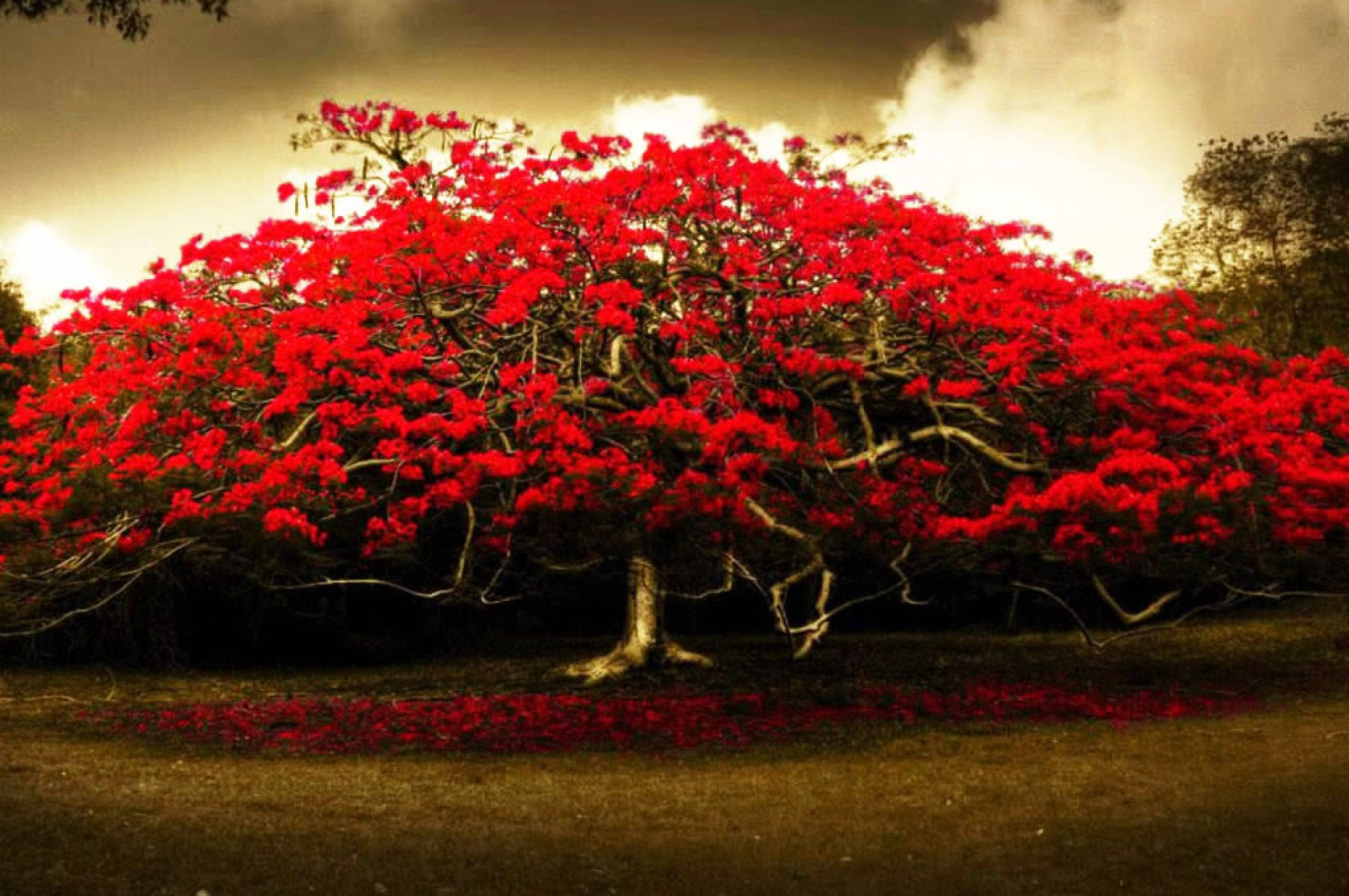 Tree With Blooming Flower Desktop, vivid red blossoms, cloudy sky, 2K Desktop Wallpaper