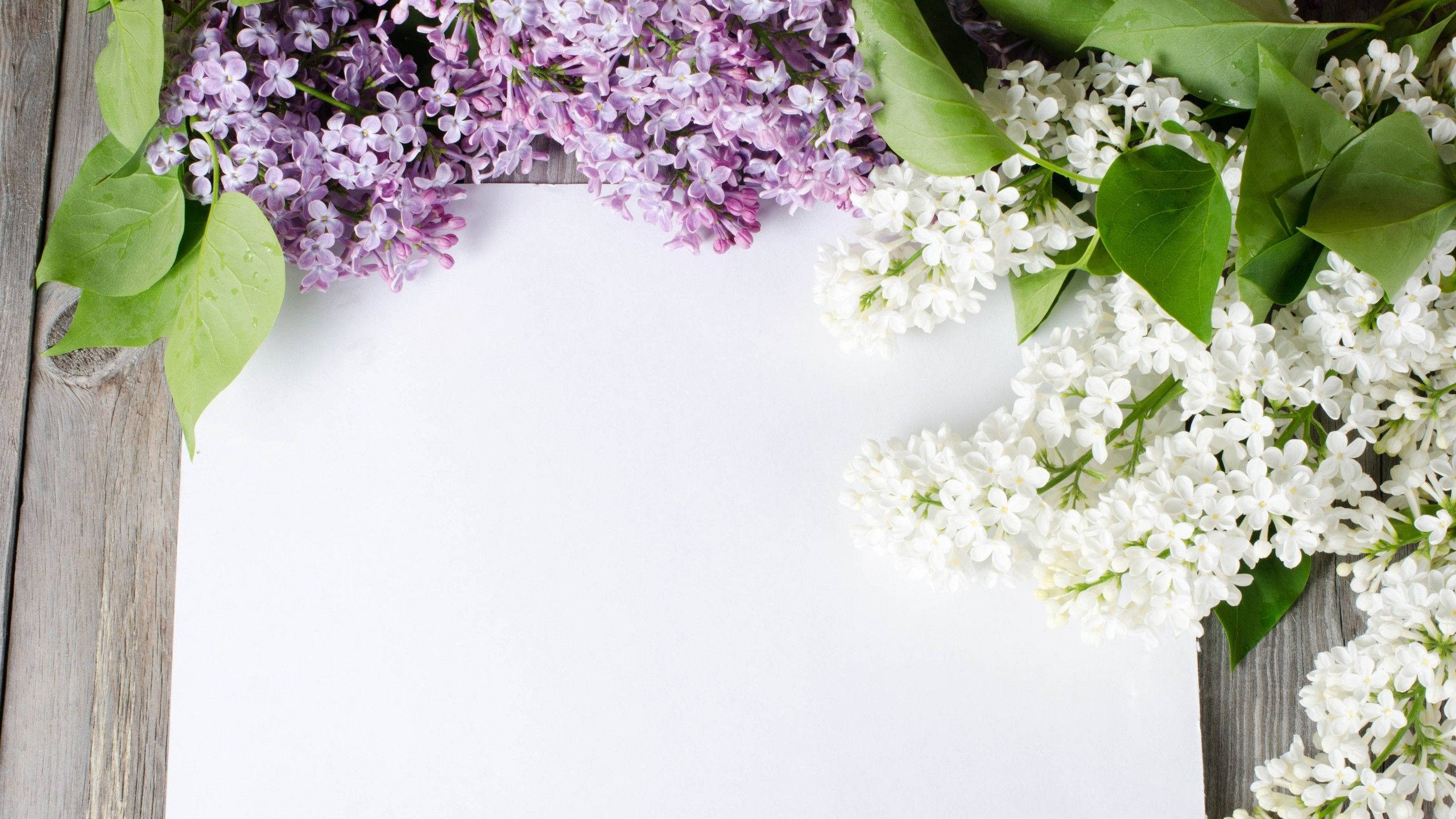 lilac blossoms, white sheet, weathered wooden surface, 2K Desktop Wallpaper