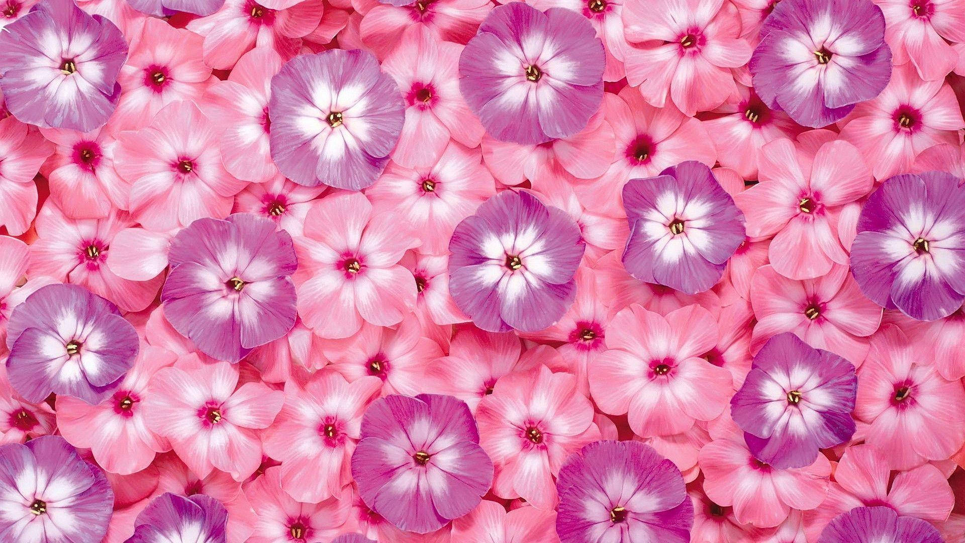 pink phlox flowers, purple phlox flowers, white centers, Full HD Desktop Wallpaper