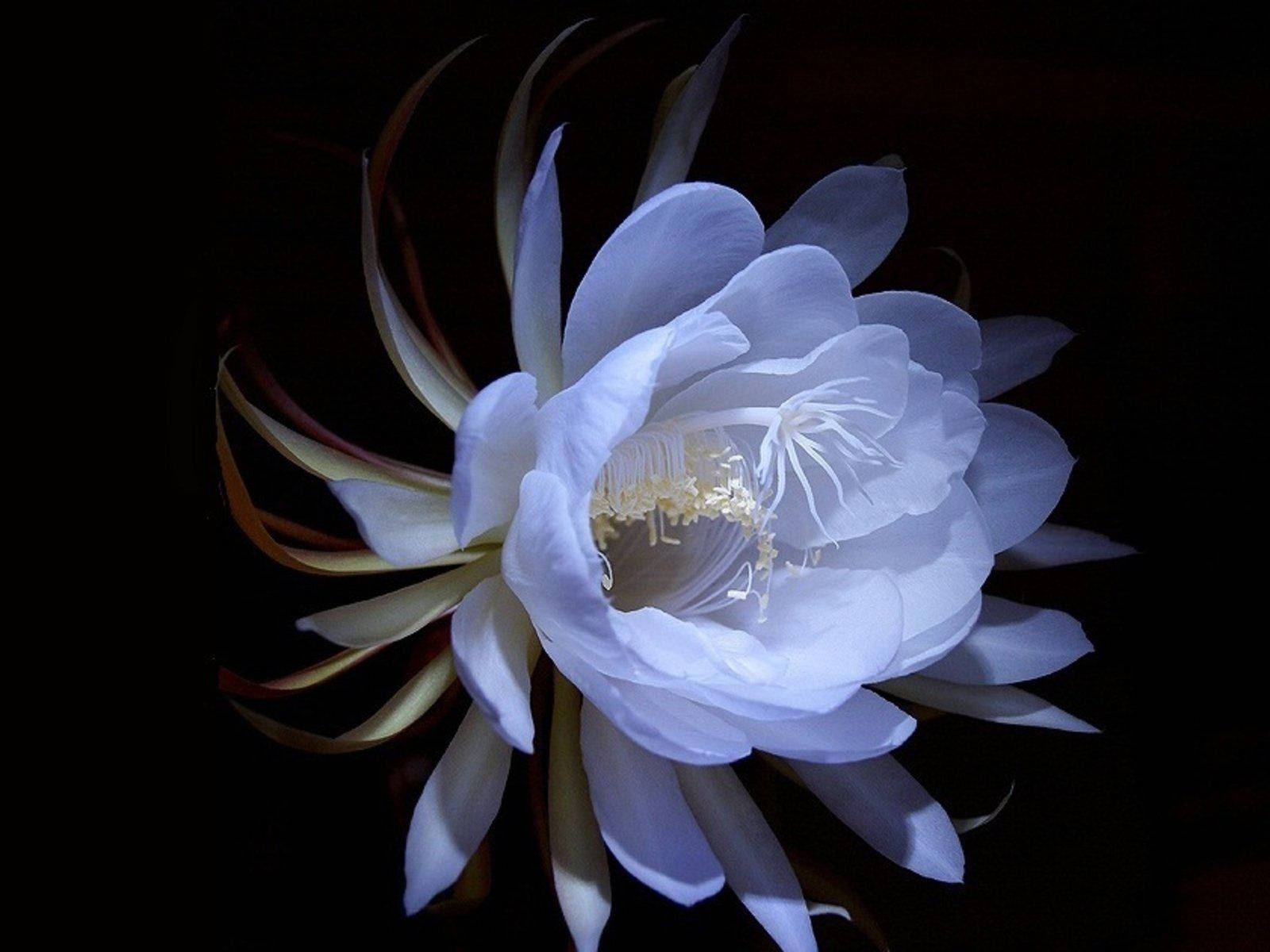 night-blooming cereus, white, pitch-black background, HD Desktop Wallpaper