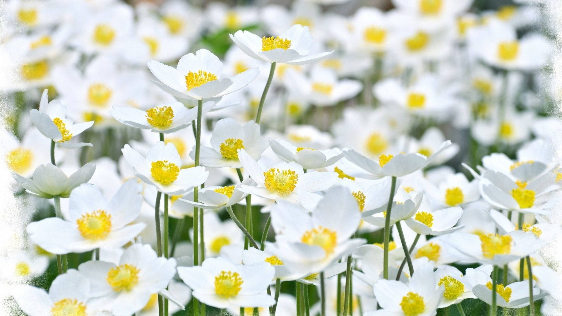 white flower garden, delicate white flowers, bright yellow centers, Full HD Desktop Wallpaper