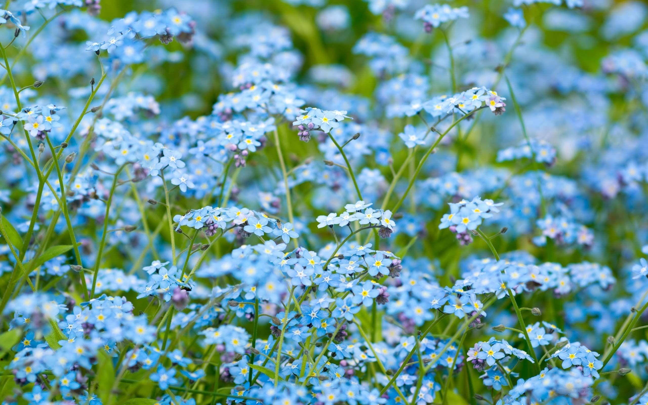 forget-me-not, blue flower, vibrant field, 2K Desktop Wallpaper