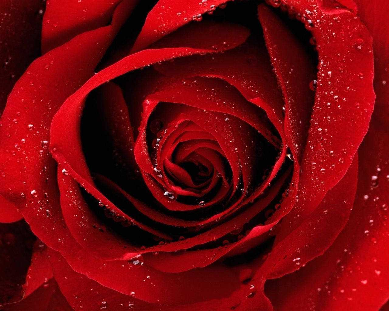 dewy rose flower desktop, deep red rose, dew drops, HD Desktop Wallpaper