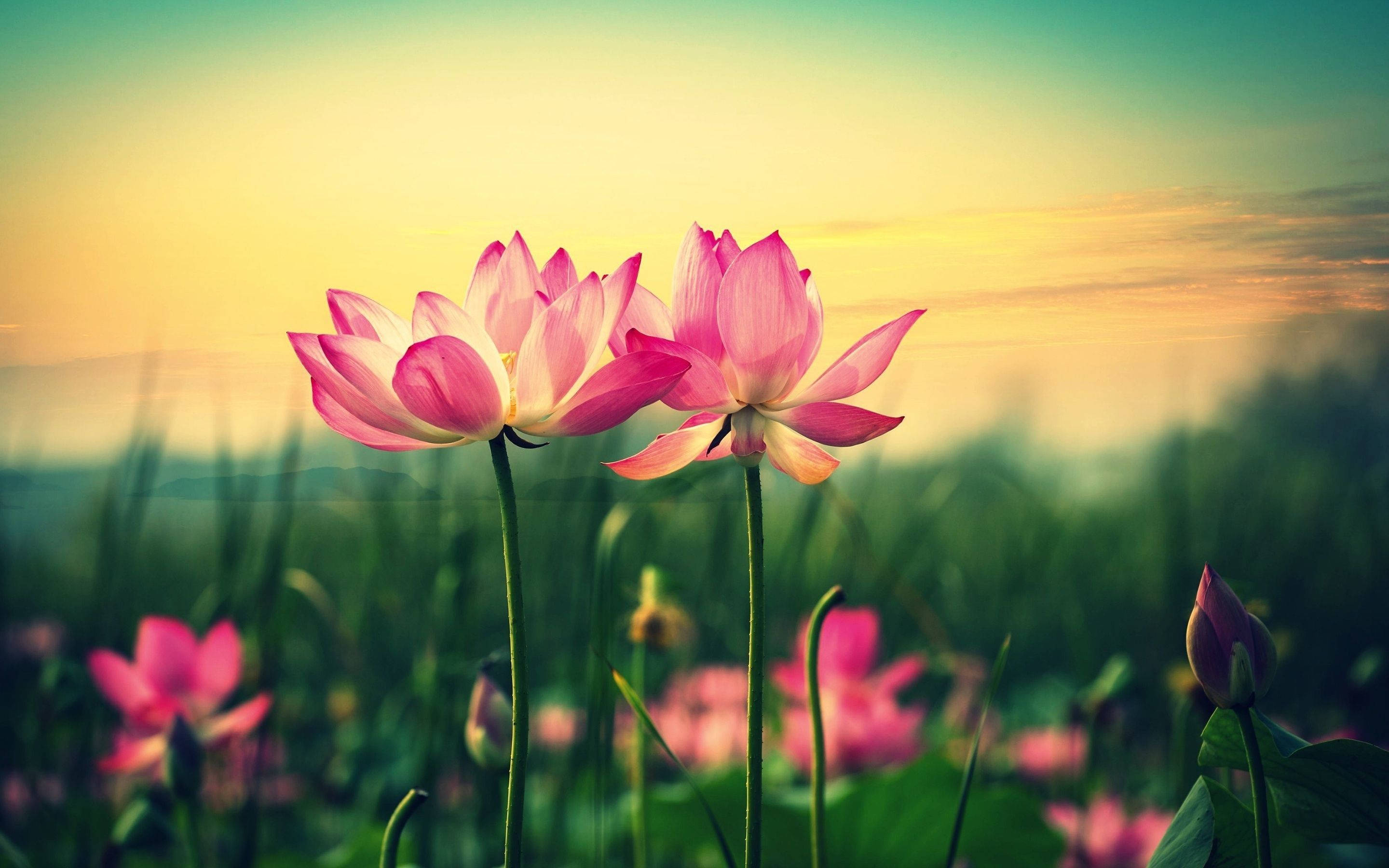 pink lotus flower, golden sunset sky, soft green foliage, 2K Desktop Wallpaper