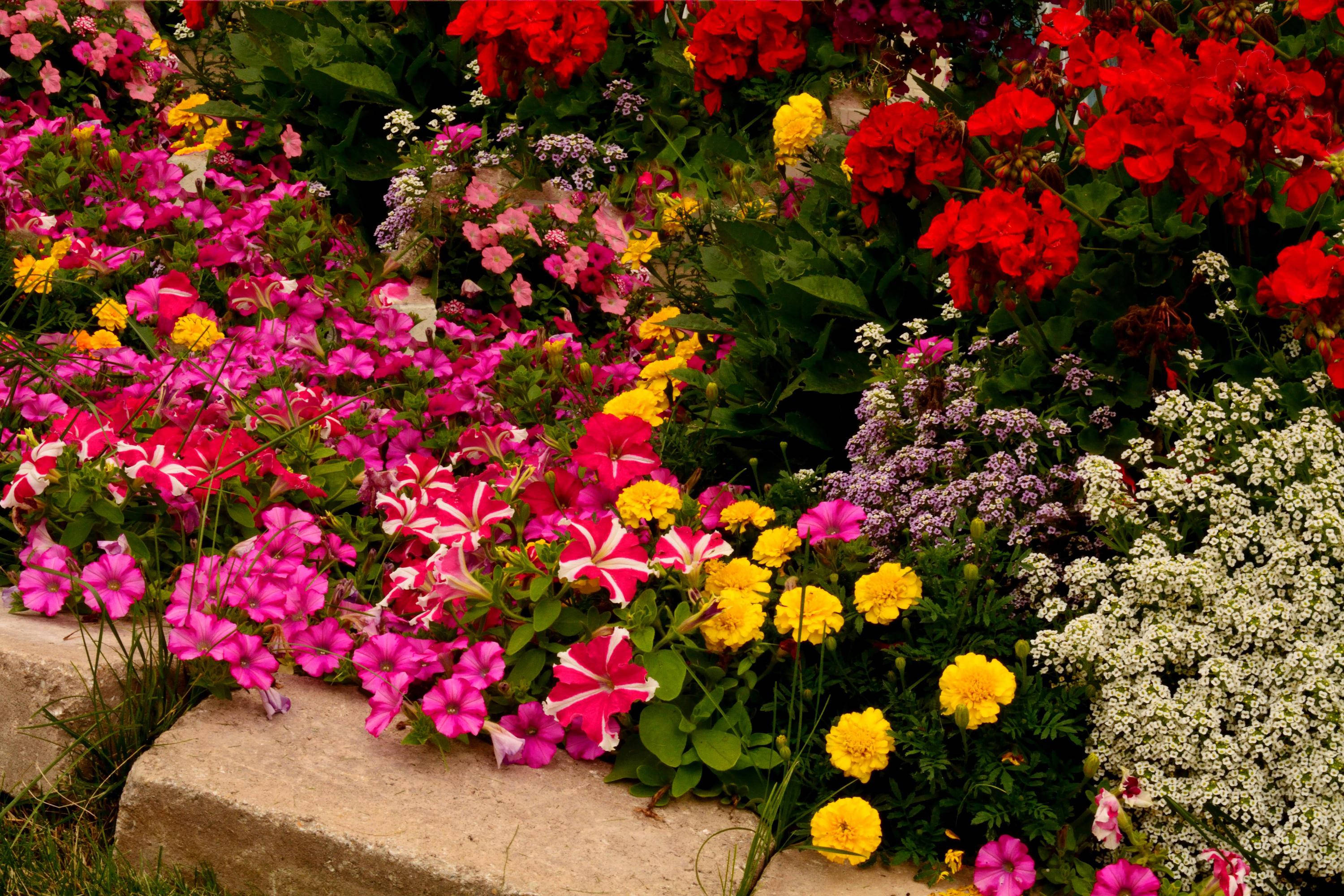 vibrant flower garden, pink, red, 2K Desktop Wallpaper