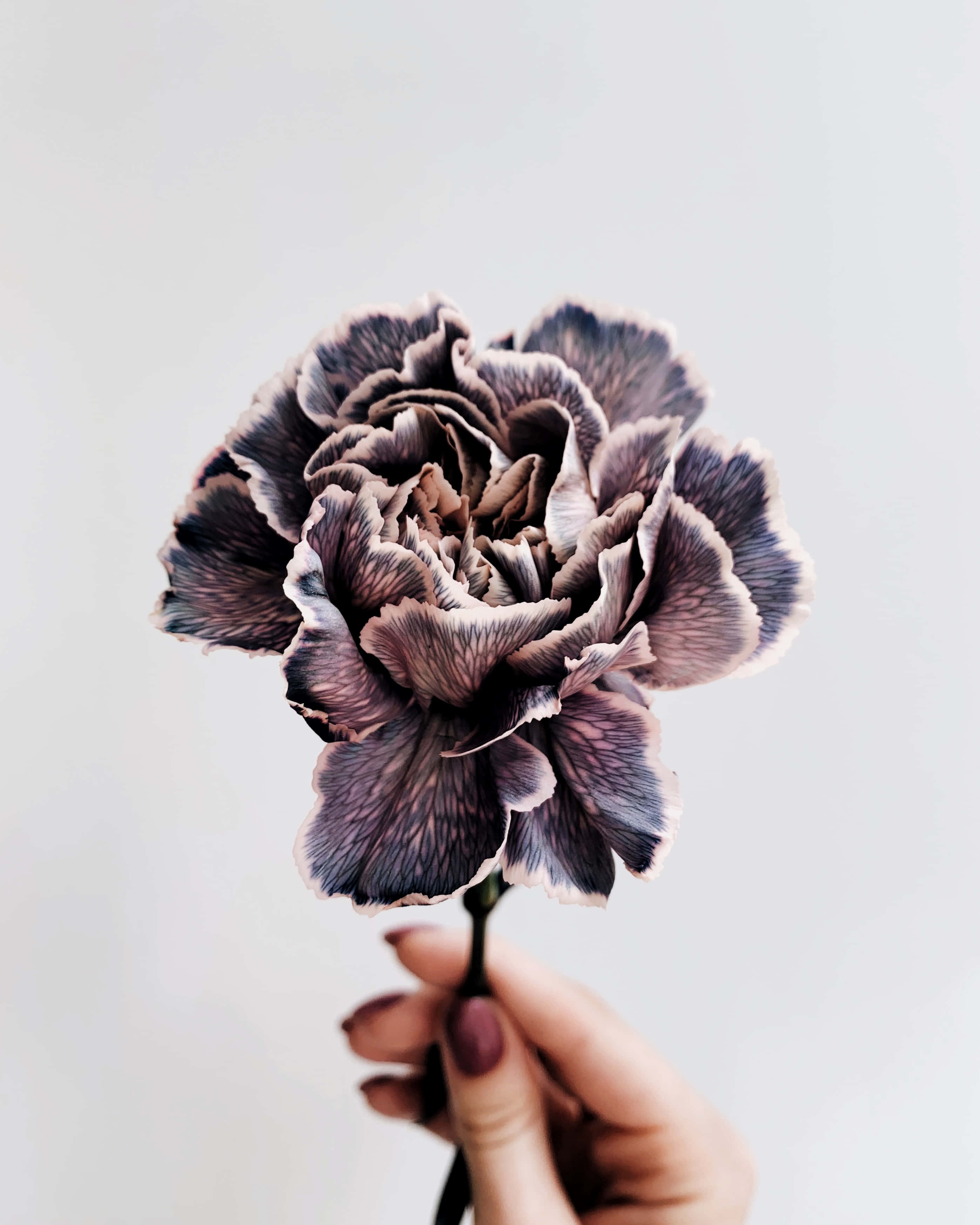 dark purple layered carnation, soft white background, delicate petal edges, 2K Phone Wallpaper