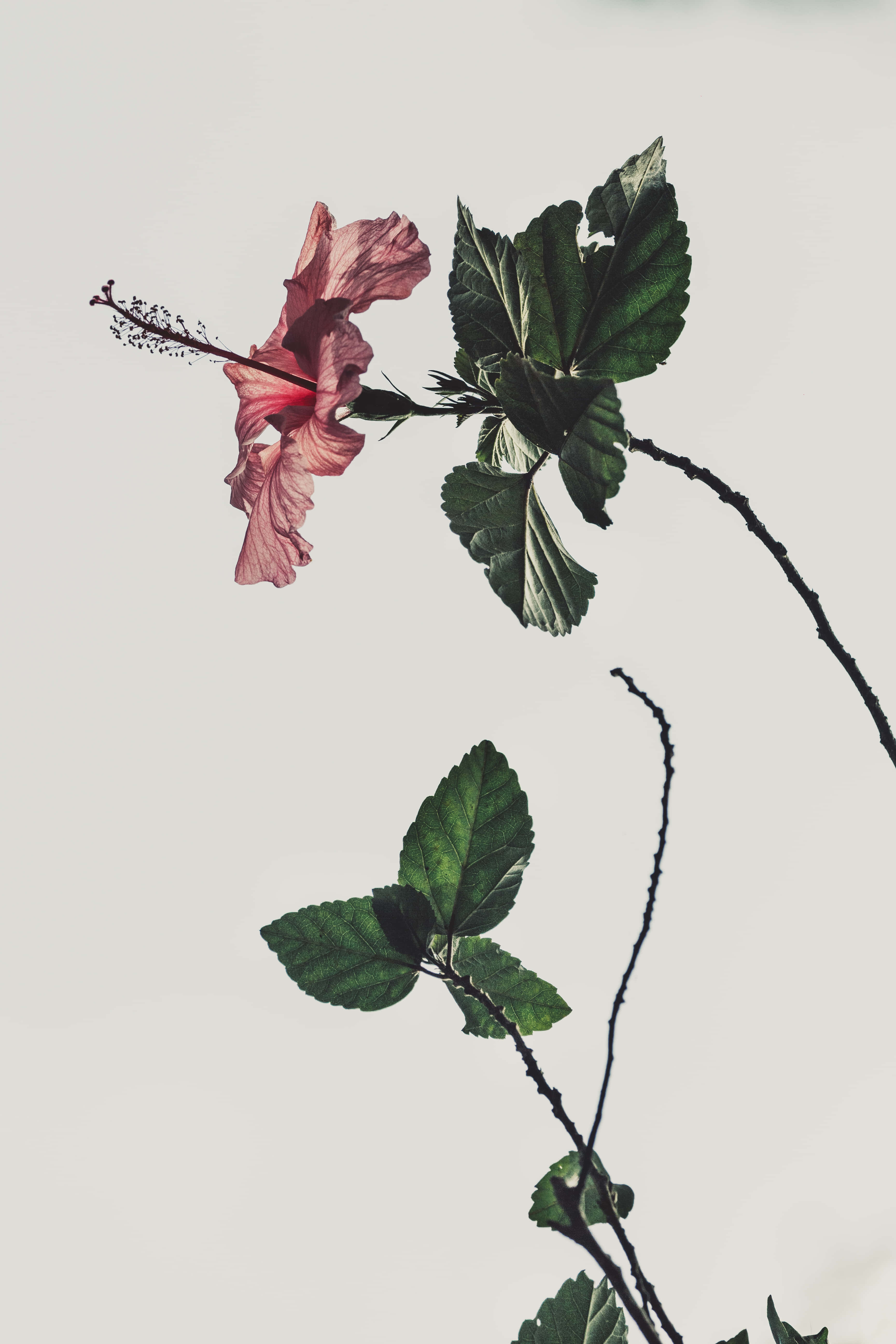 pink hibiscus, deep green leaves, soft neutral background, 5K Phone Wallpaper