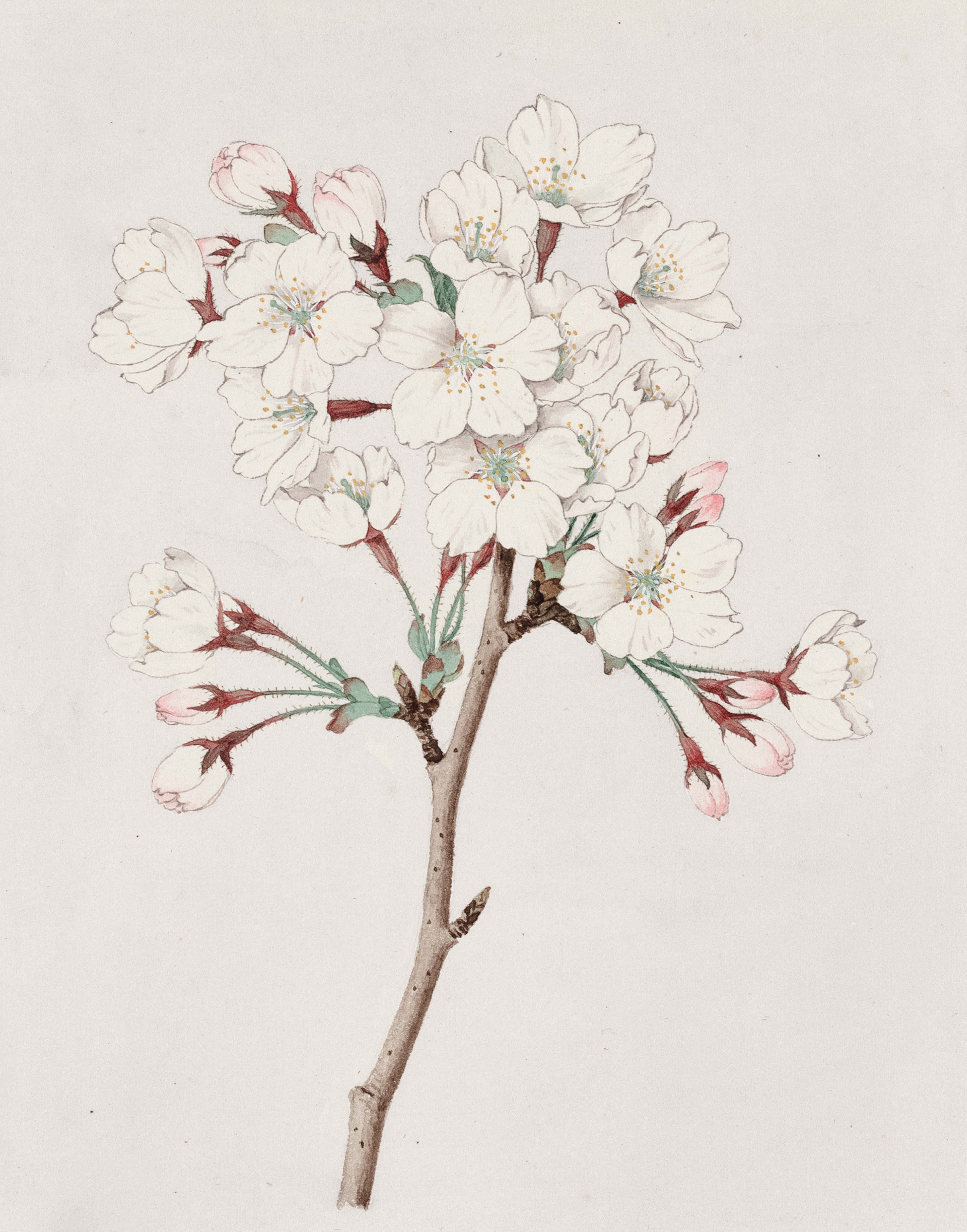 pen and ink sketch, pink flower, white cherry blossoms, 4K Phone Wallpaper