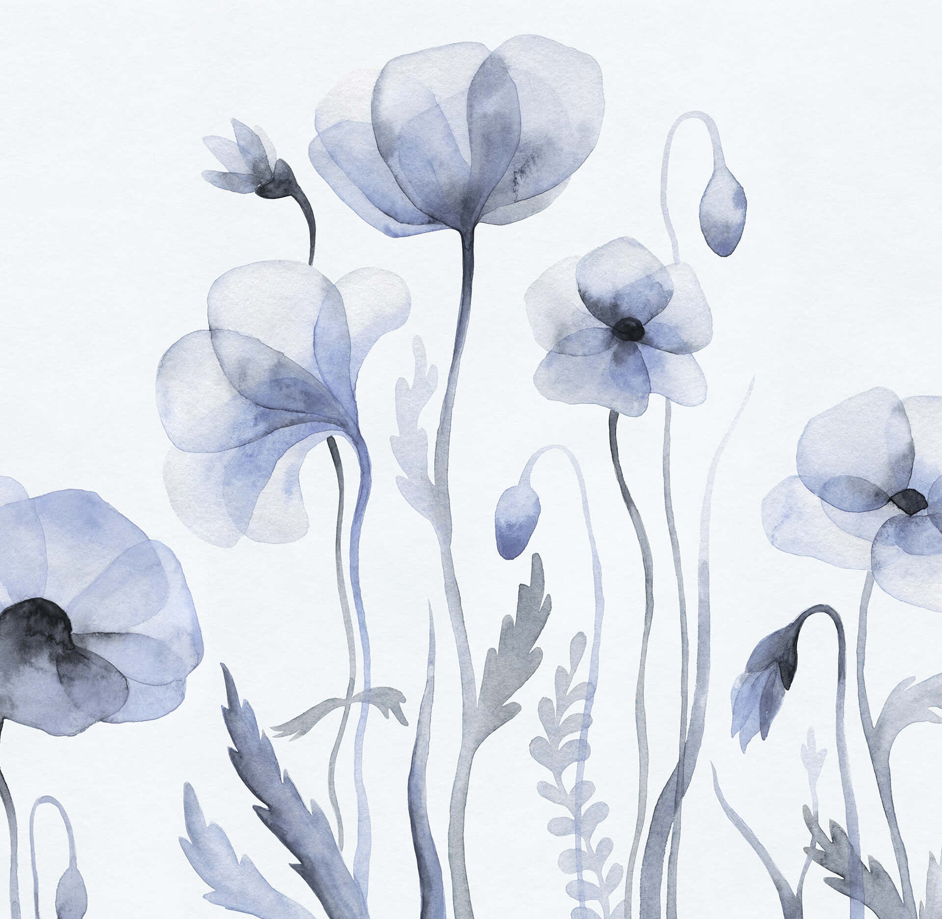 blue poppies, watercolor painting, soft gradients, Full HD Desktop Wallpaper