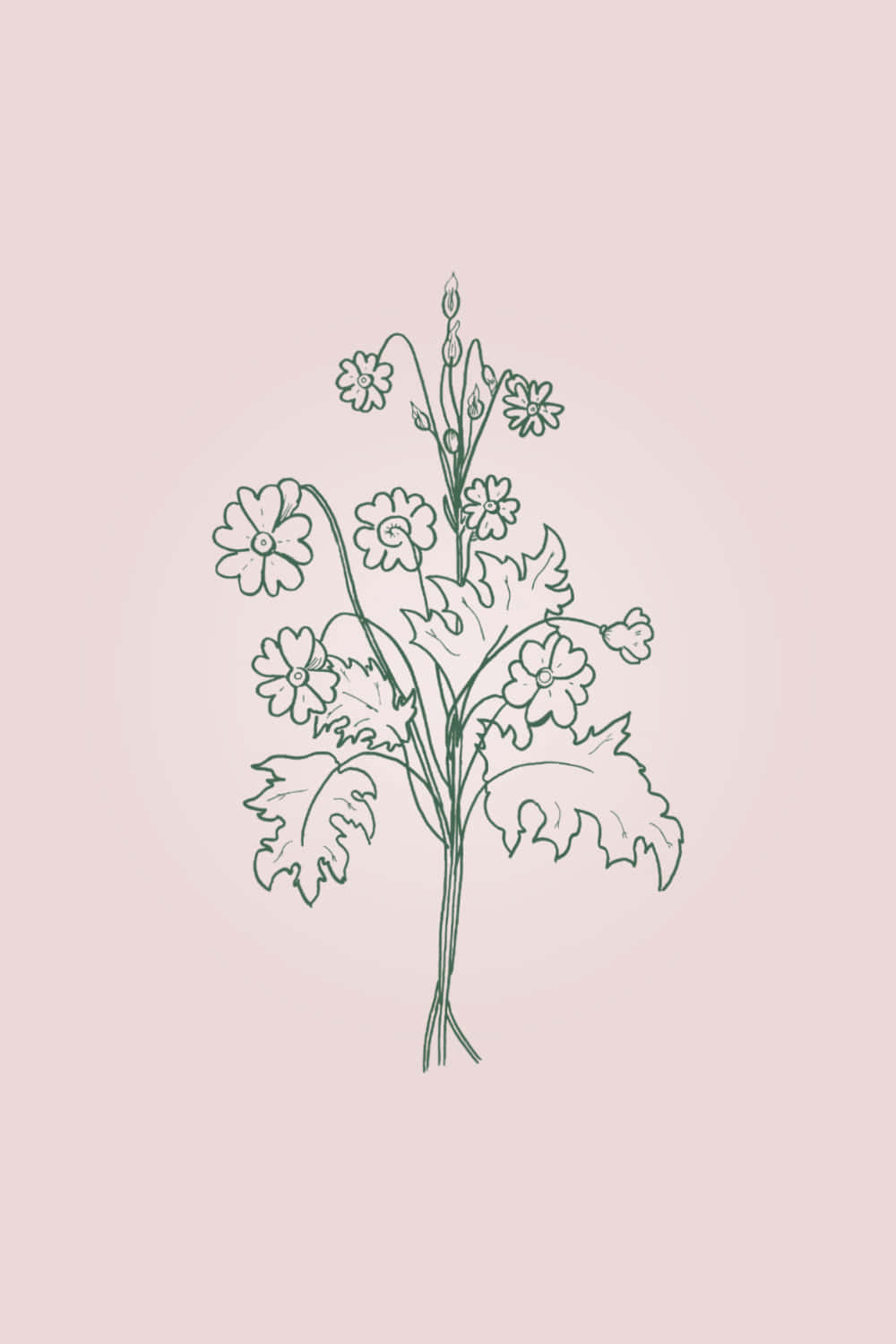 flowering plant, serrated leaves, buds, HD Phone Wallpaper