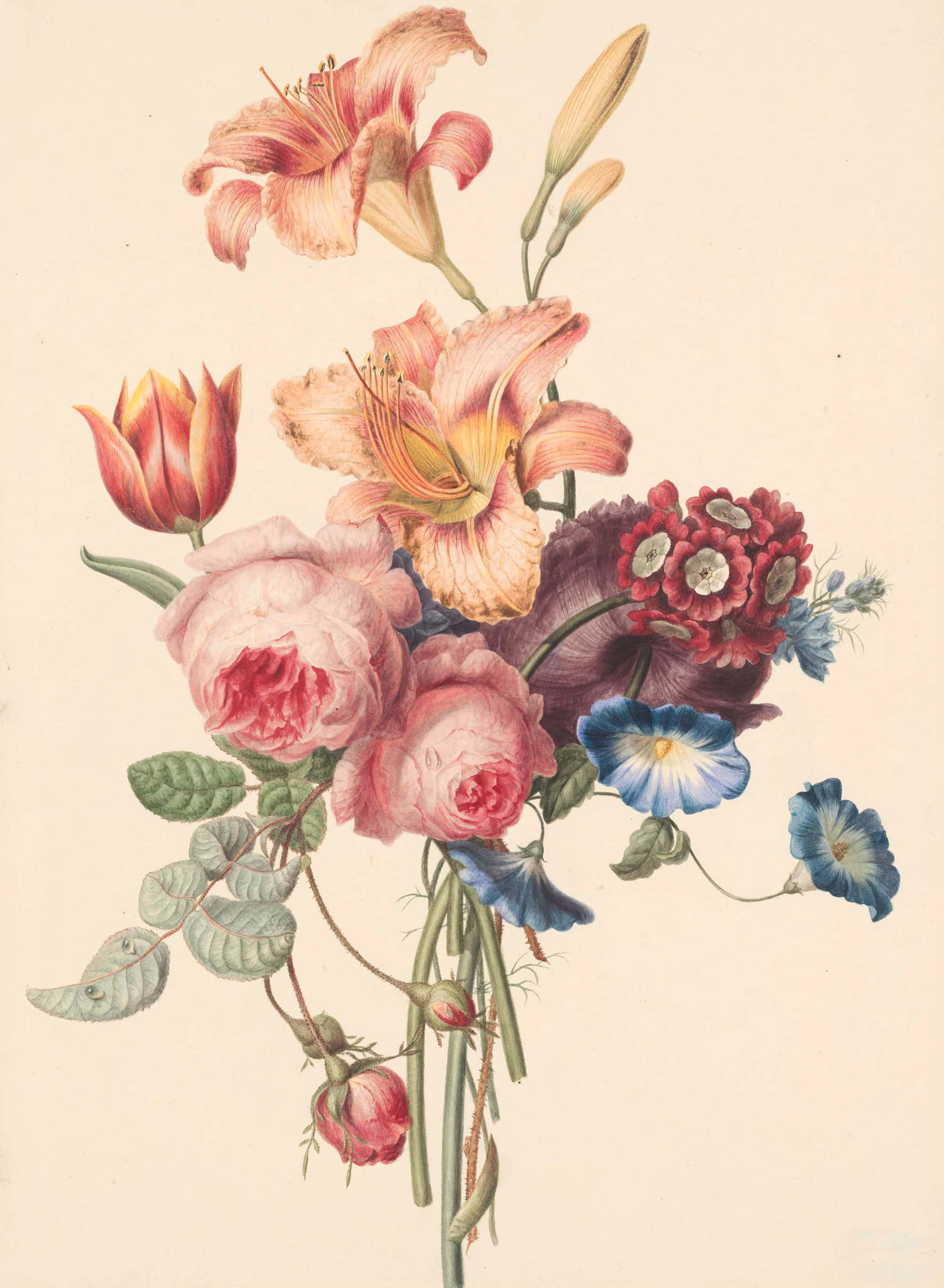 flower drawing, vintage botanical illustration, pink roses, 2K Phone Wallpaper