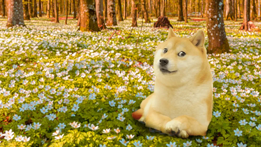 Flower Field