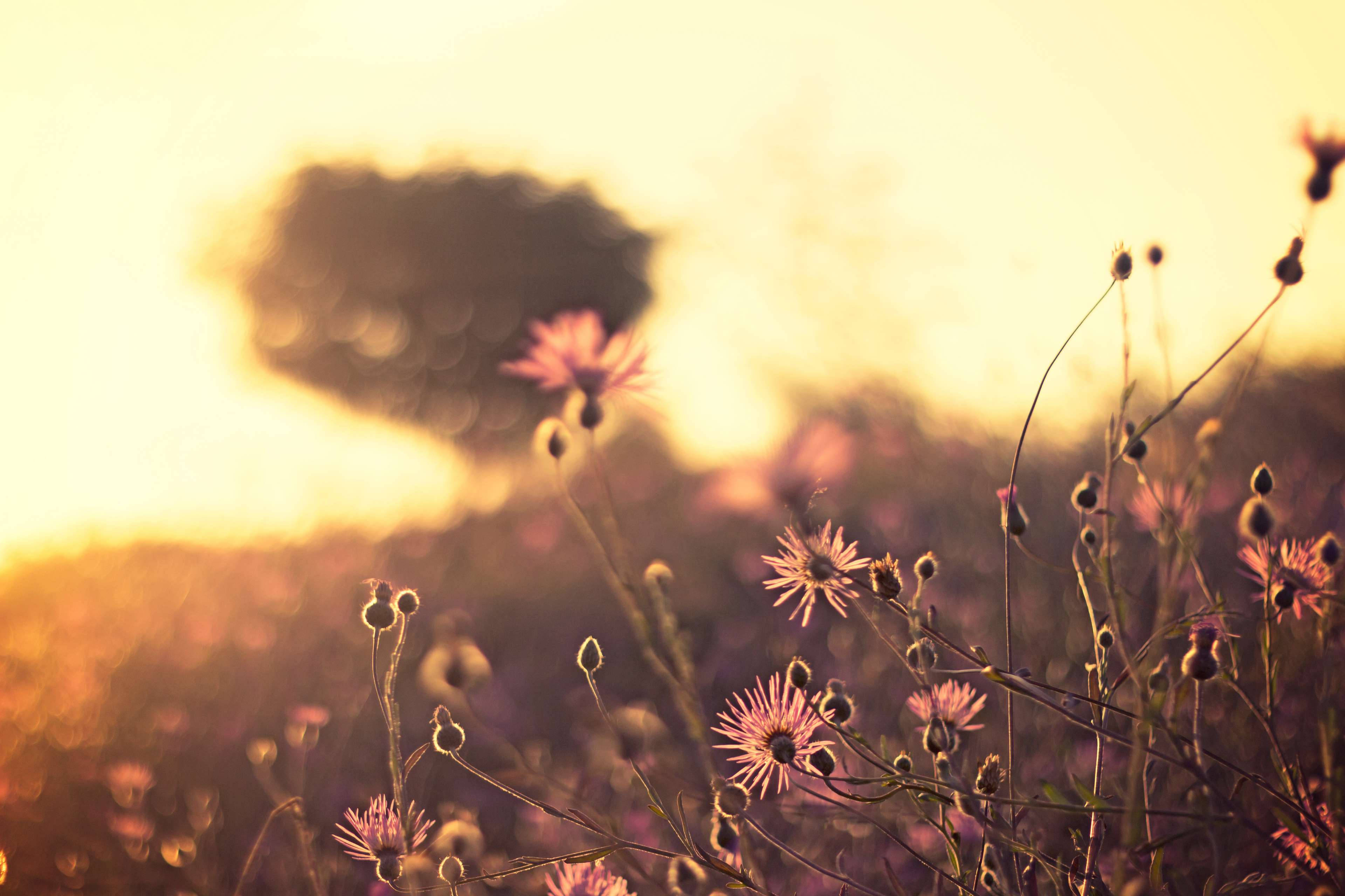 pink wildflowers, golden sunset light, blurred tree silhouette, 4K Desktop Wallpaper