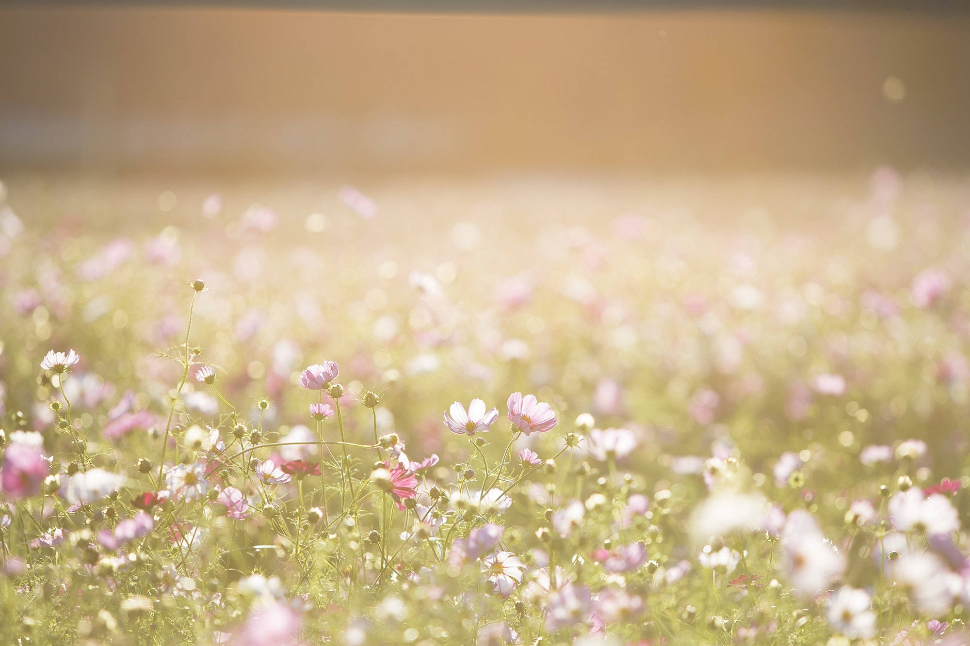 cosmos flowers, pink and white, soft sunlight, Full HD Desktop Wallpaper