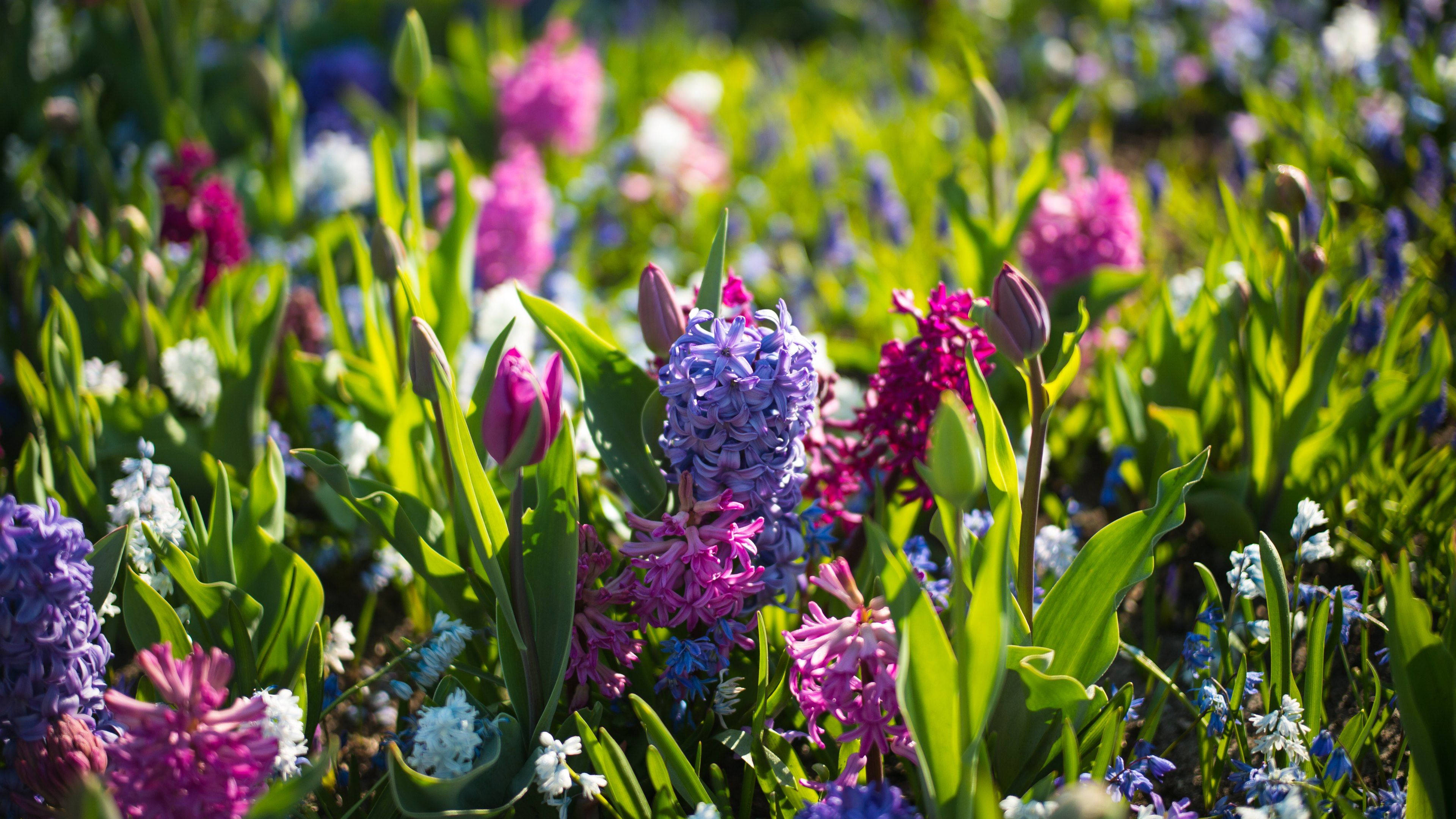 4K, spring, violet, 4K Desktop Wallpaper
