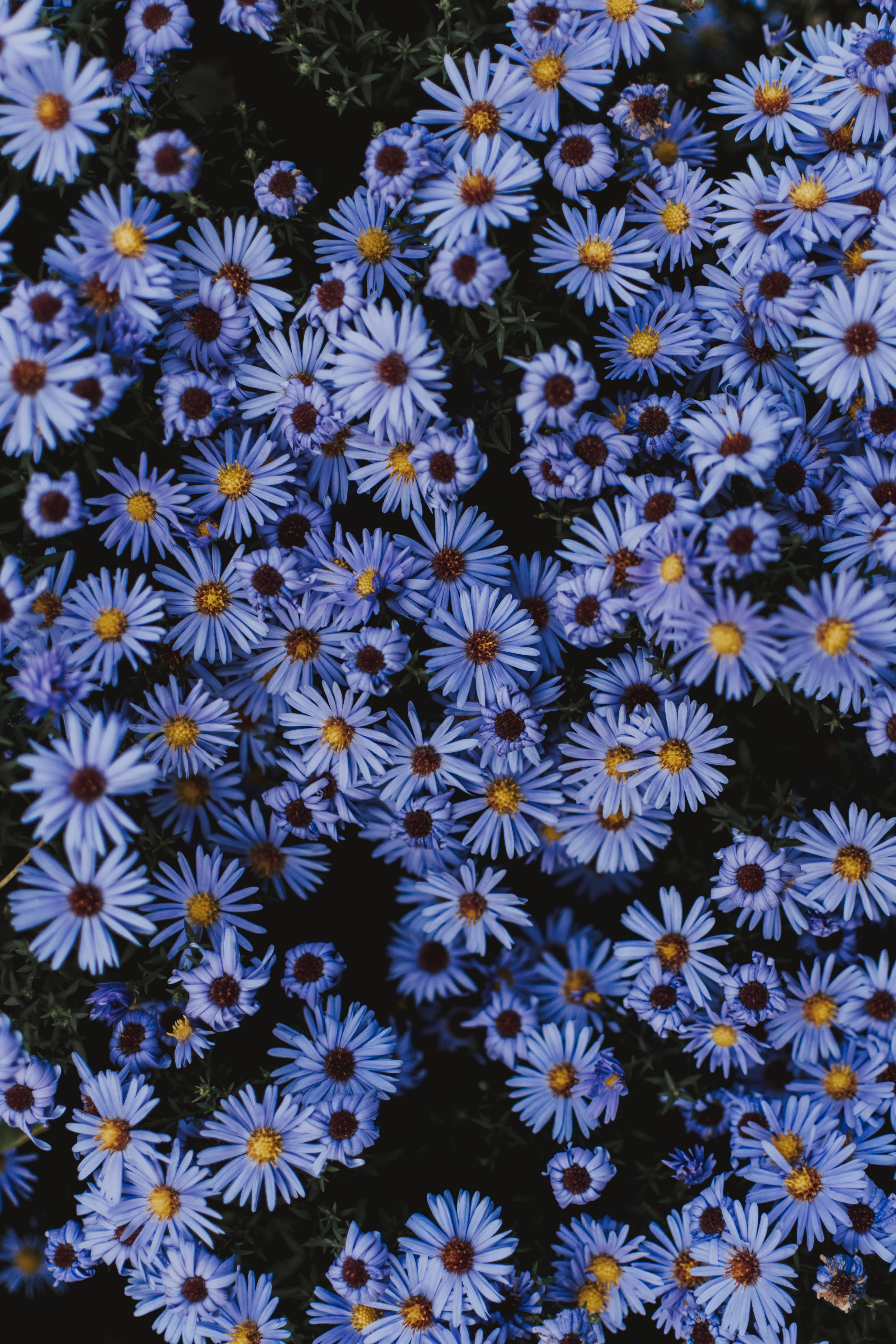 light blue flowers, vibrant blue daisies, yellow centers, 5K Phone Wallpaper