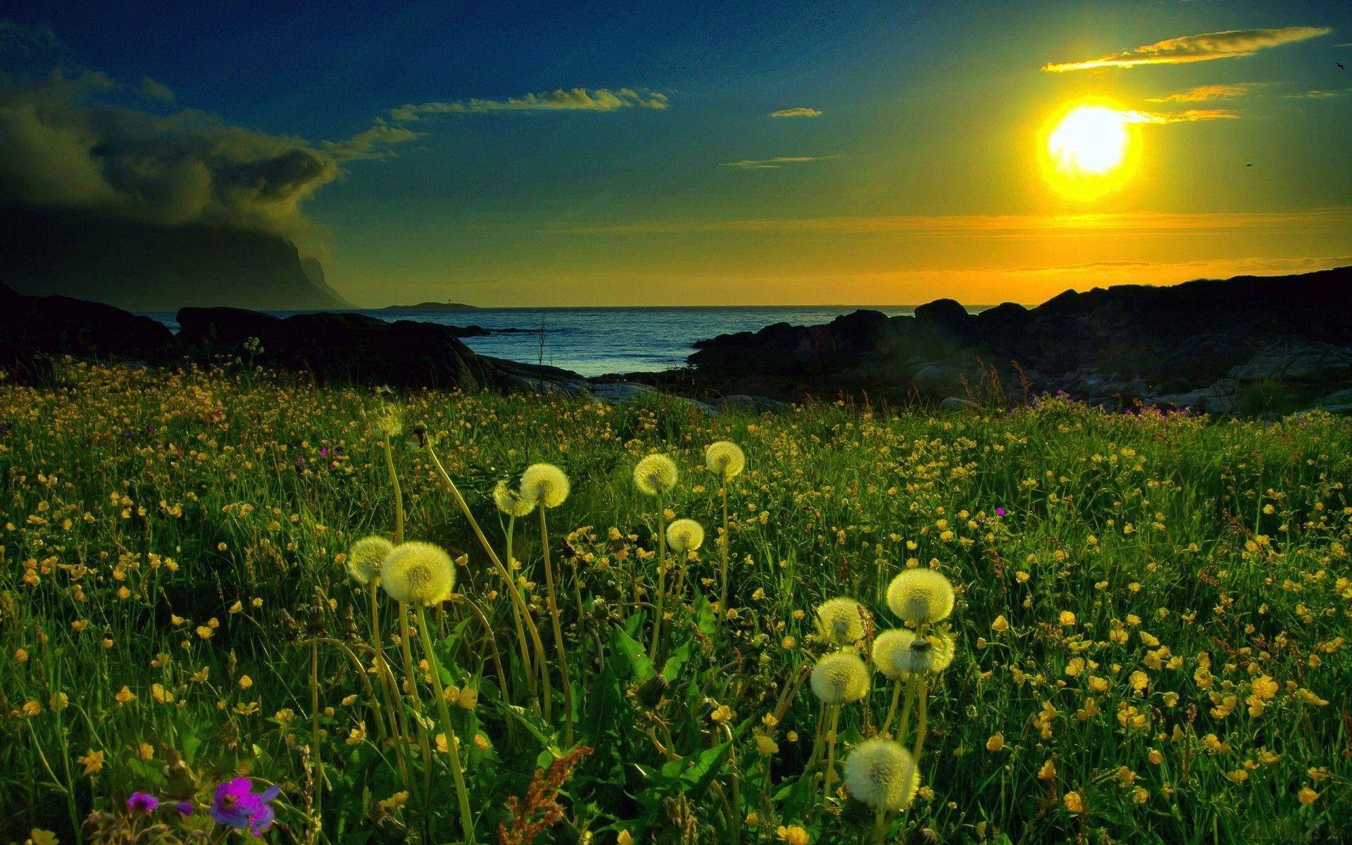 Golden dandelions, sunlit meadow, sunset, Full HD Desktop Wallpaper