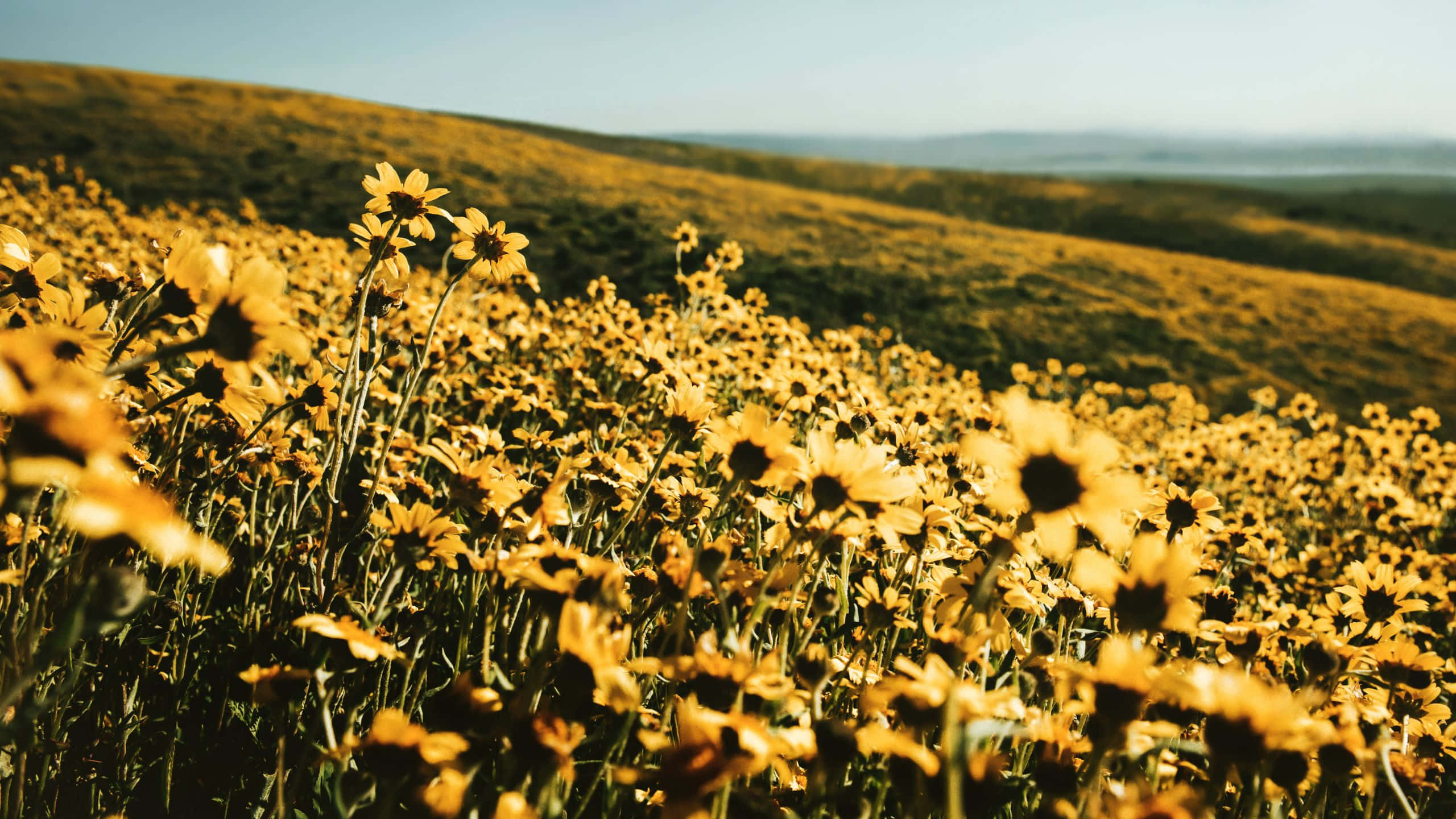 yellow aesthetic, sunflowers, rolling hills, 2K Desktop Wallpaper