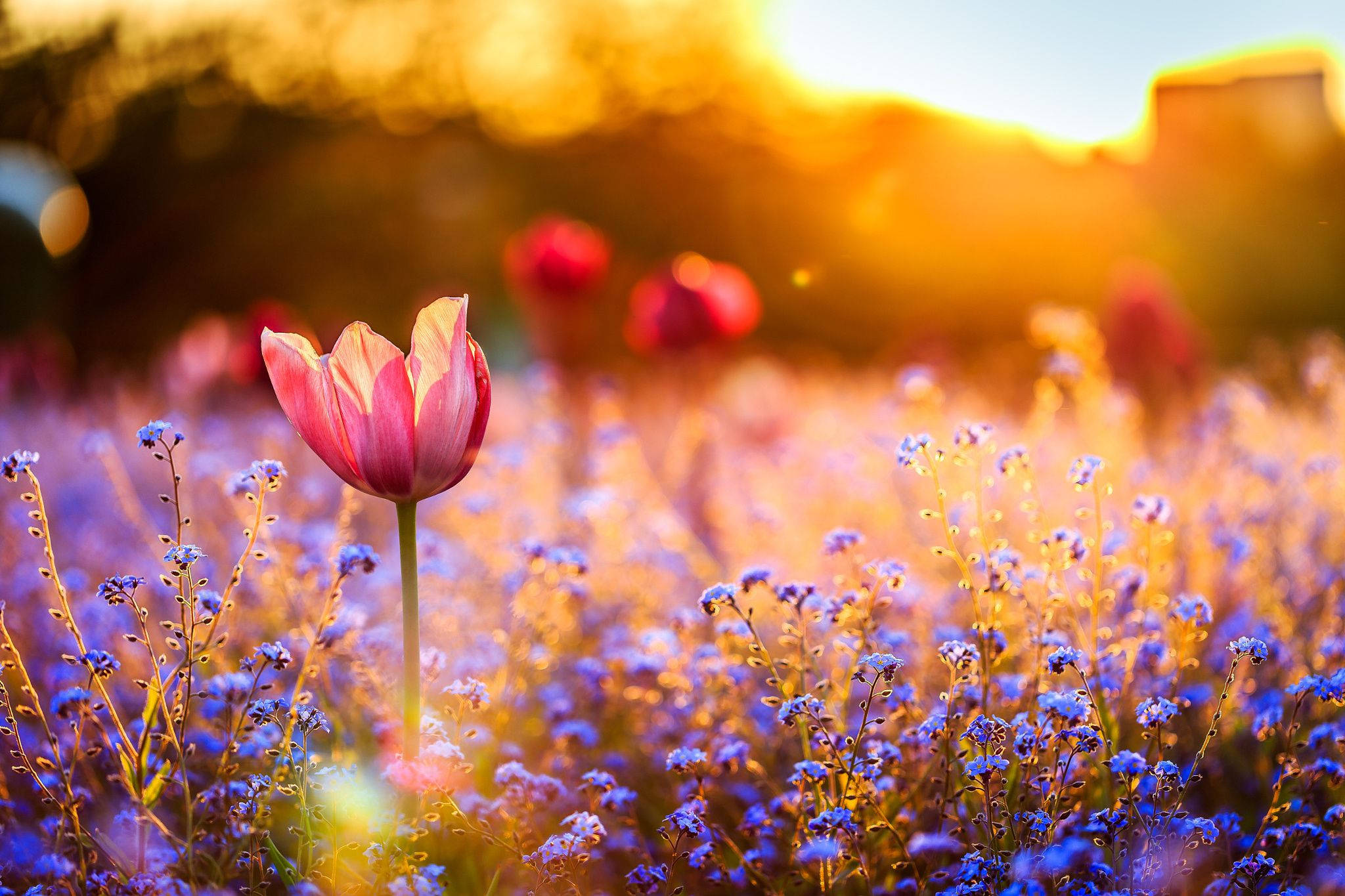 flower field, afternoon sunlight, pink tulip, Full HD Desktop Wallpaper