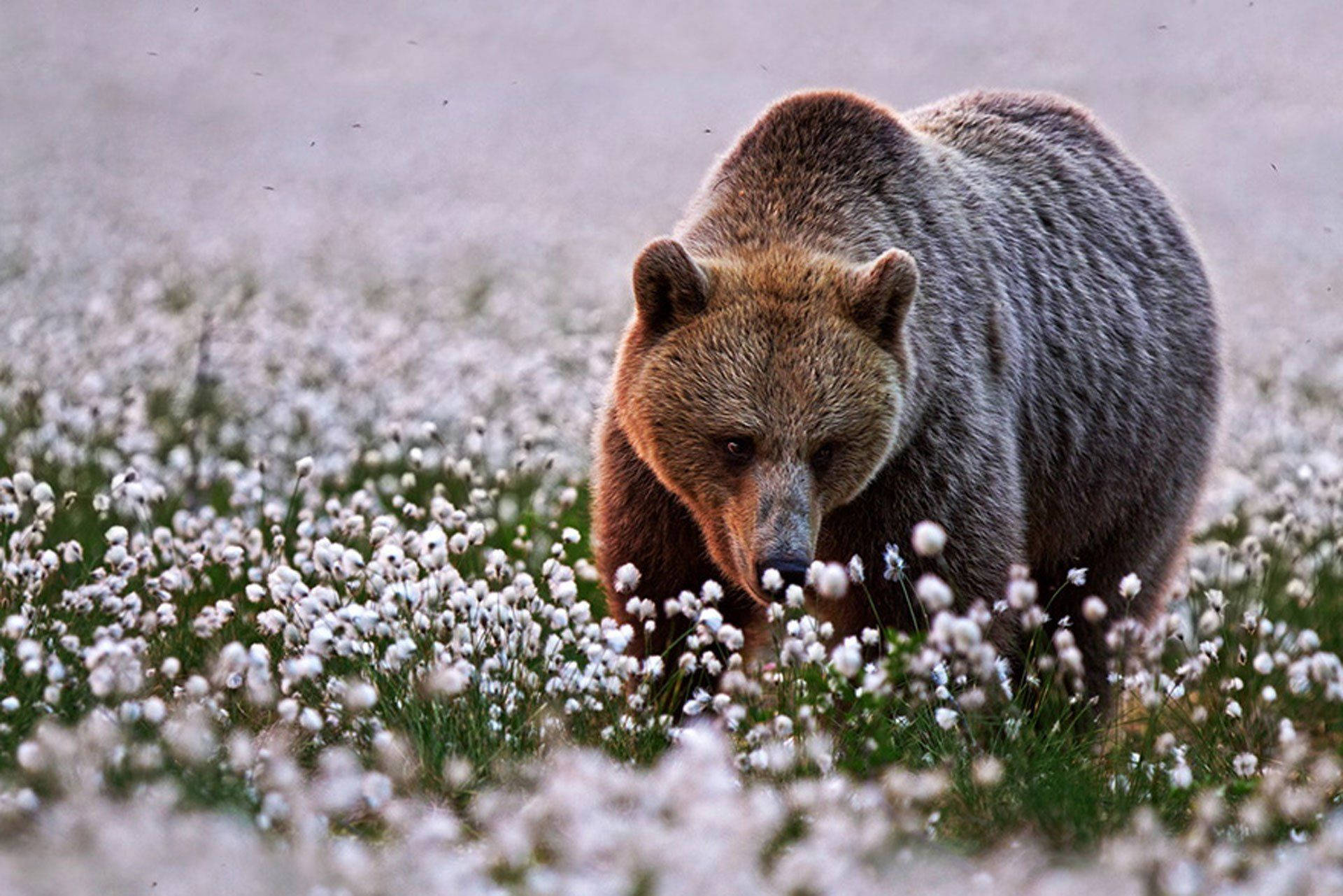 brown bear, fluffy white cotton grass, soft morning light, Full HD Desktop Wallpaper