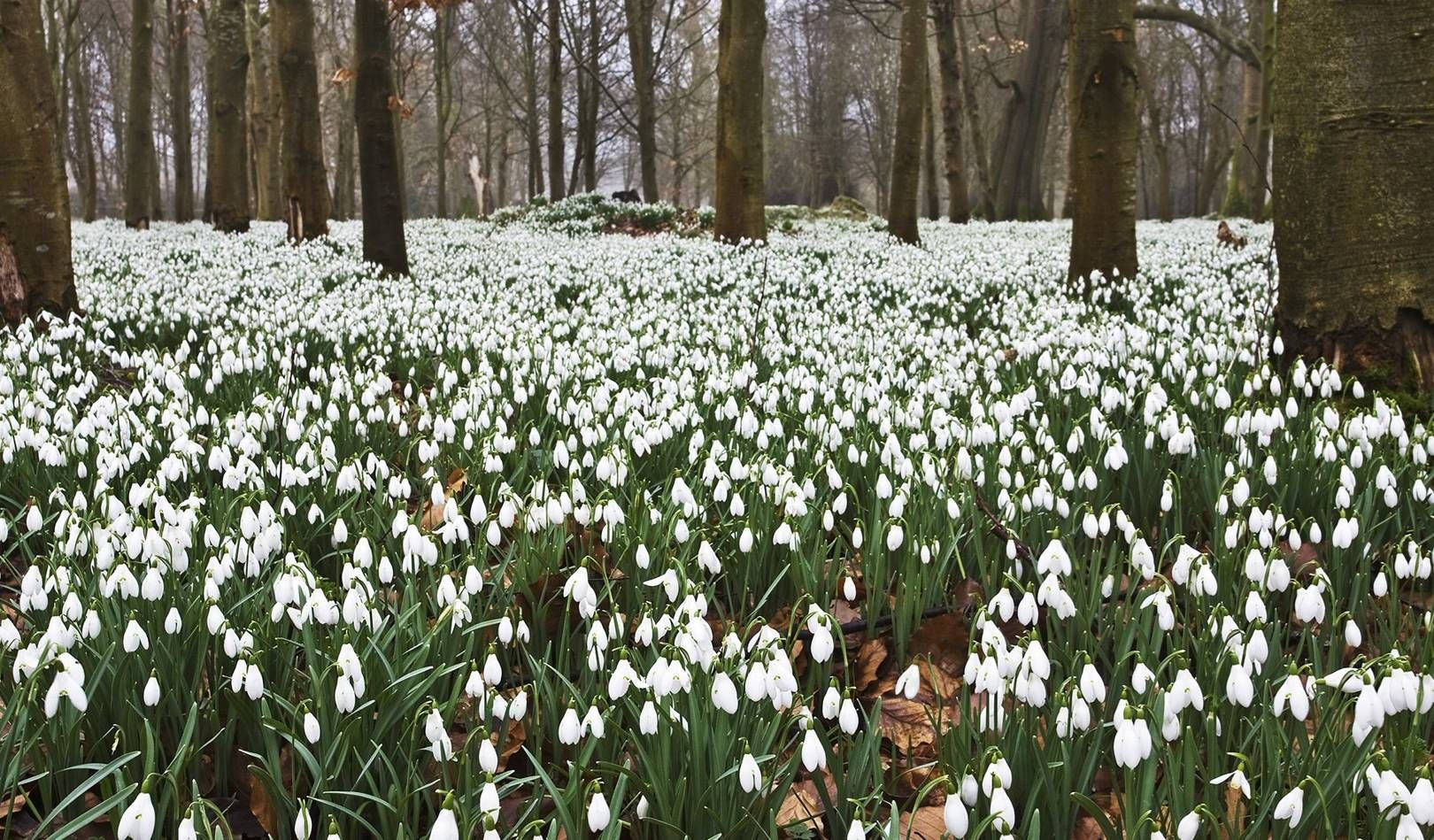 wild snowdrop flower field, snowdrops, white, HD Desktop Wallpaper