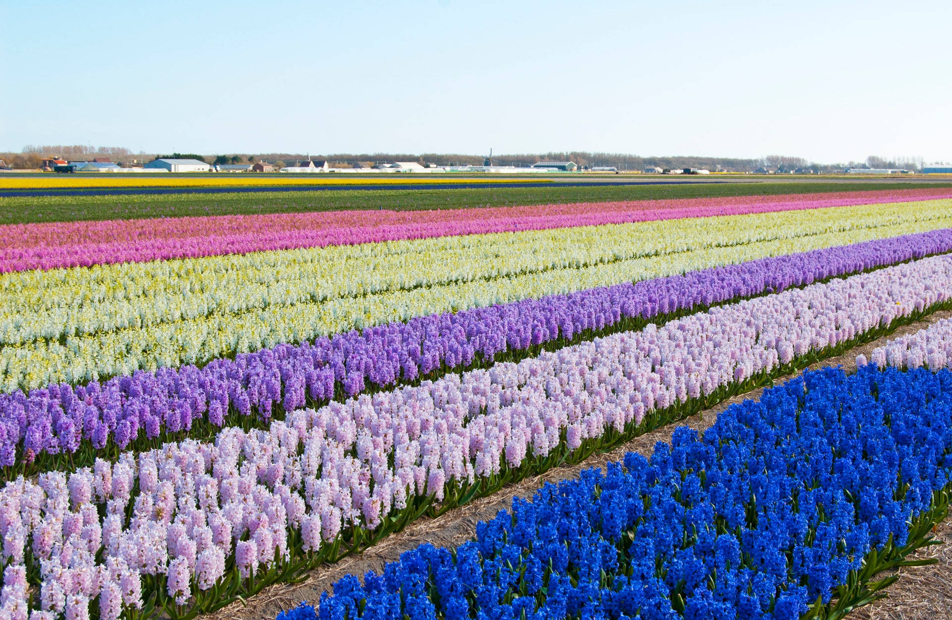 purple, pink, blue, Full HD Desktop Wallpaper