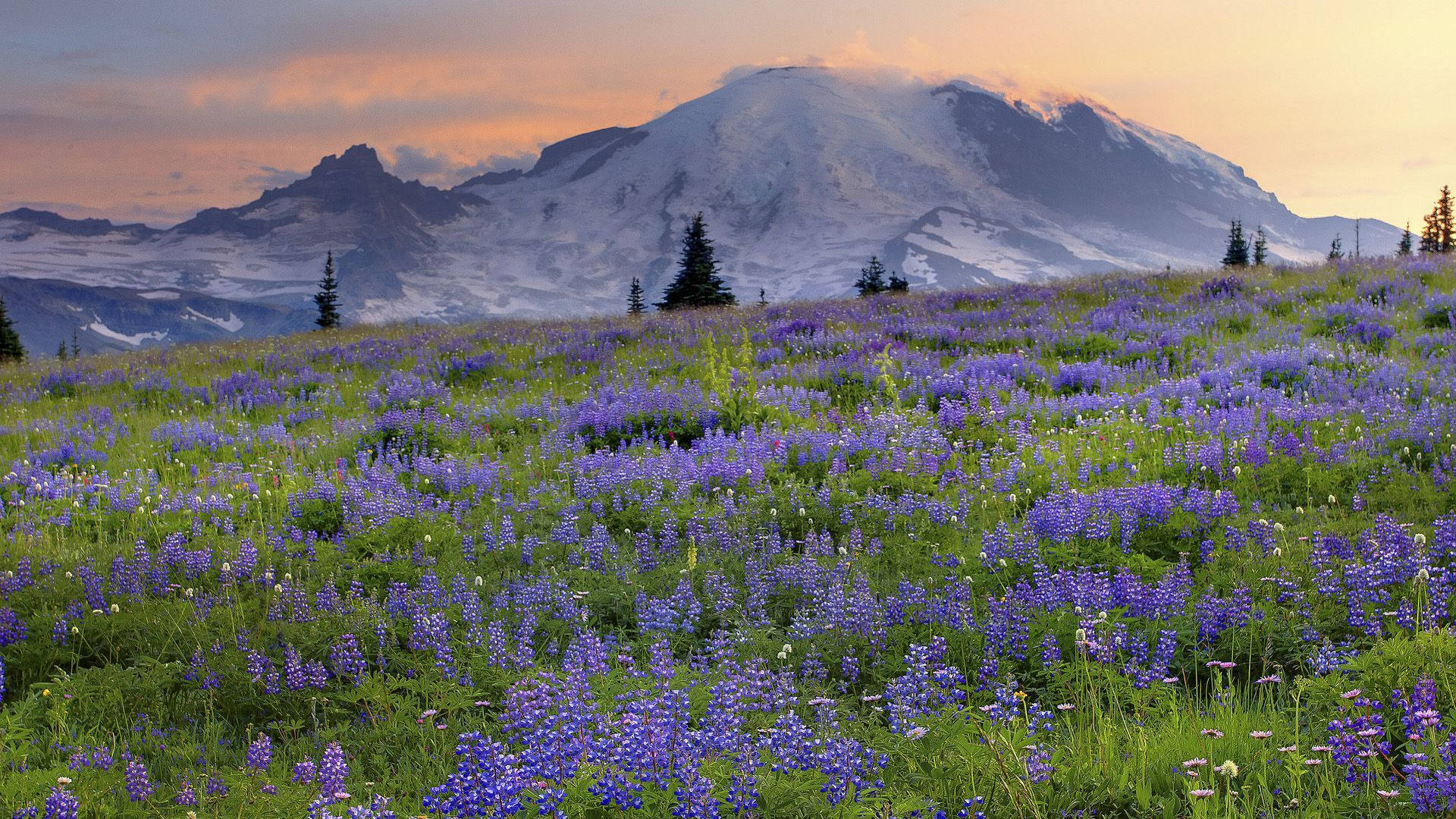 Cold Lavender Flower Mountain Field, purple lupine flowers, sunrise, Full HD Desktop Wallpaper