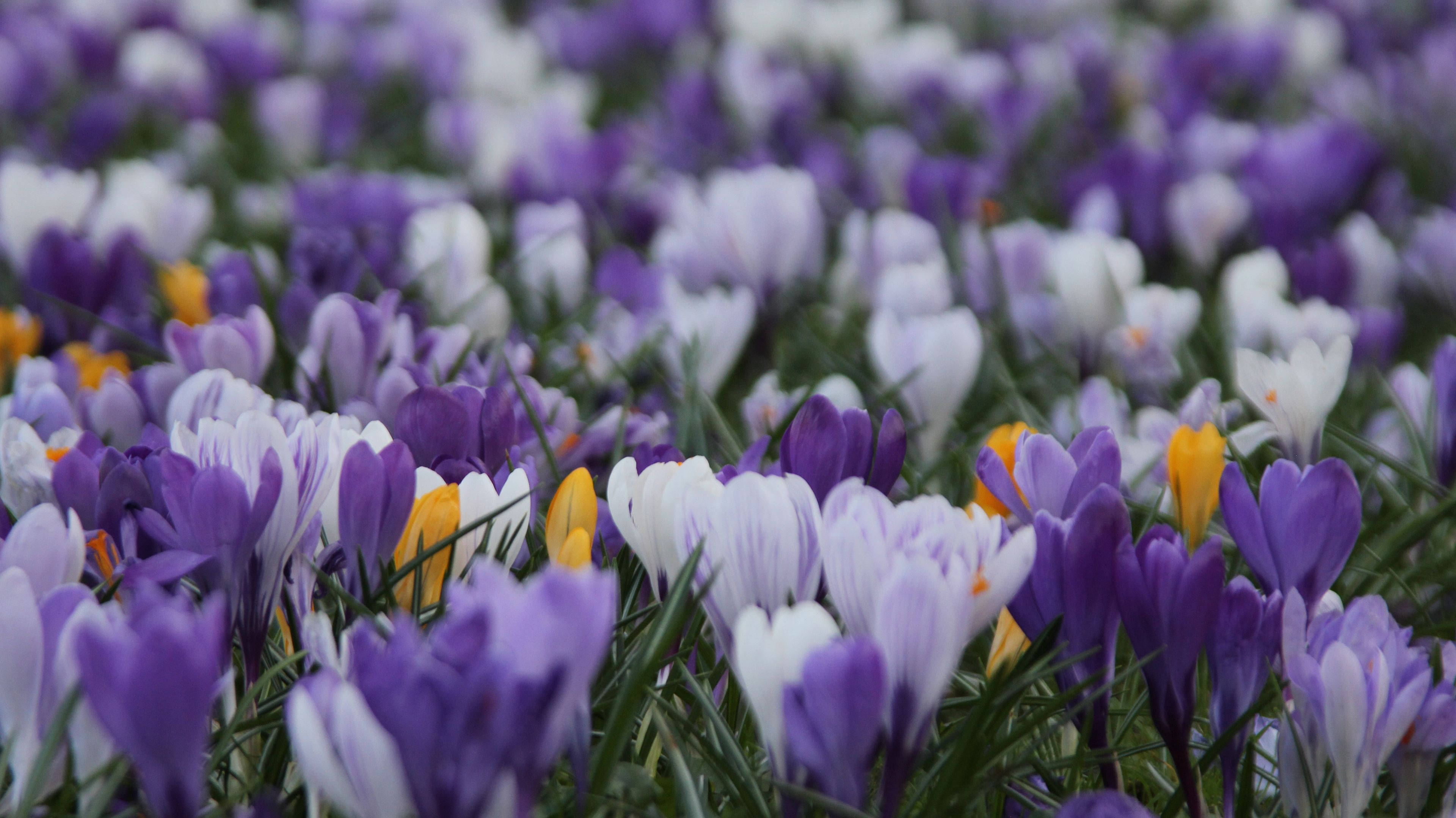 purple crocus, white crocus, yellow crocus, 4K Desktop Wallpaper