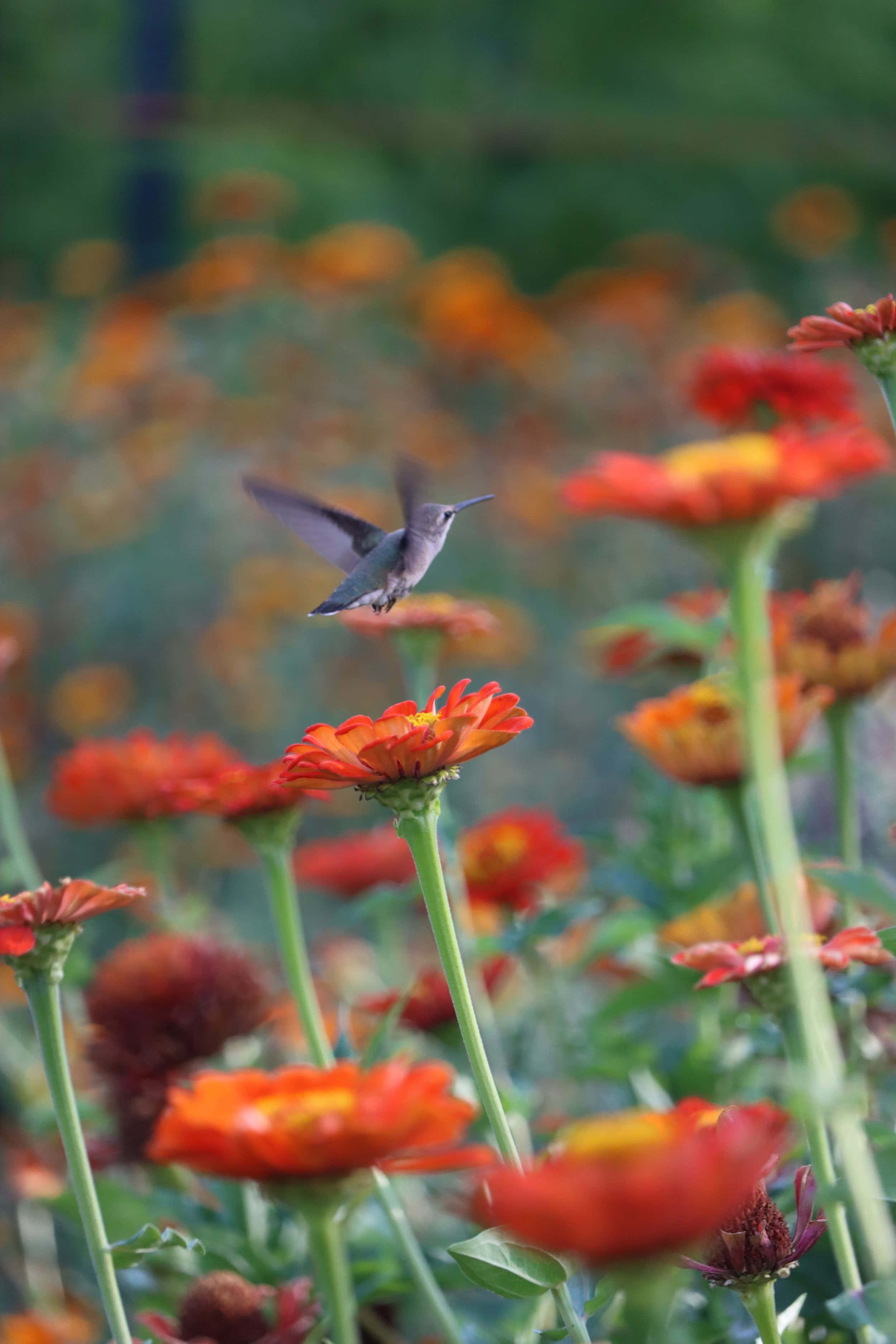 hummingbird, orange zinnias, vibrant field, 2K Phone Wallpaper