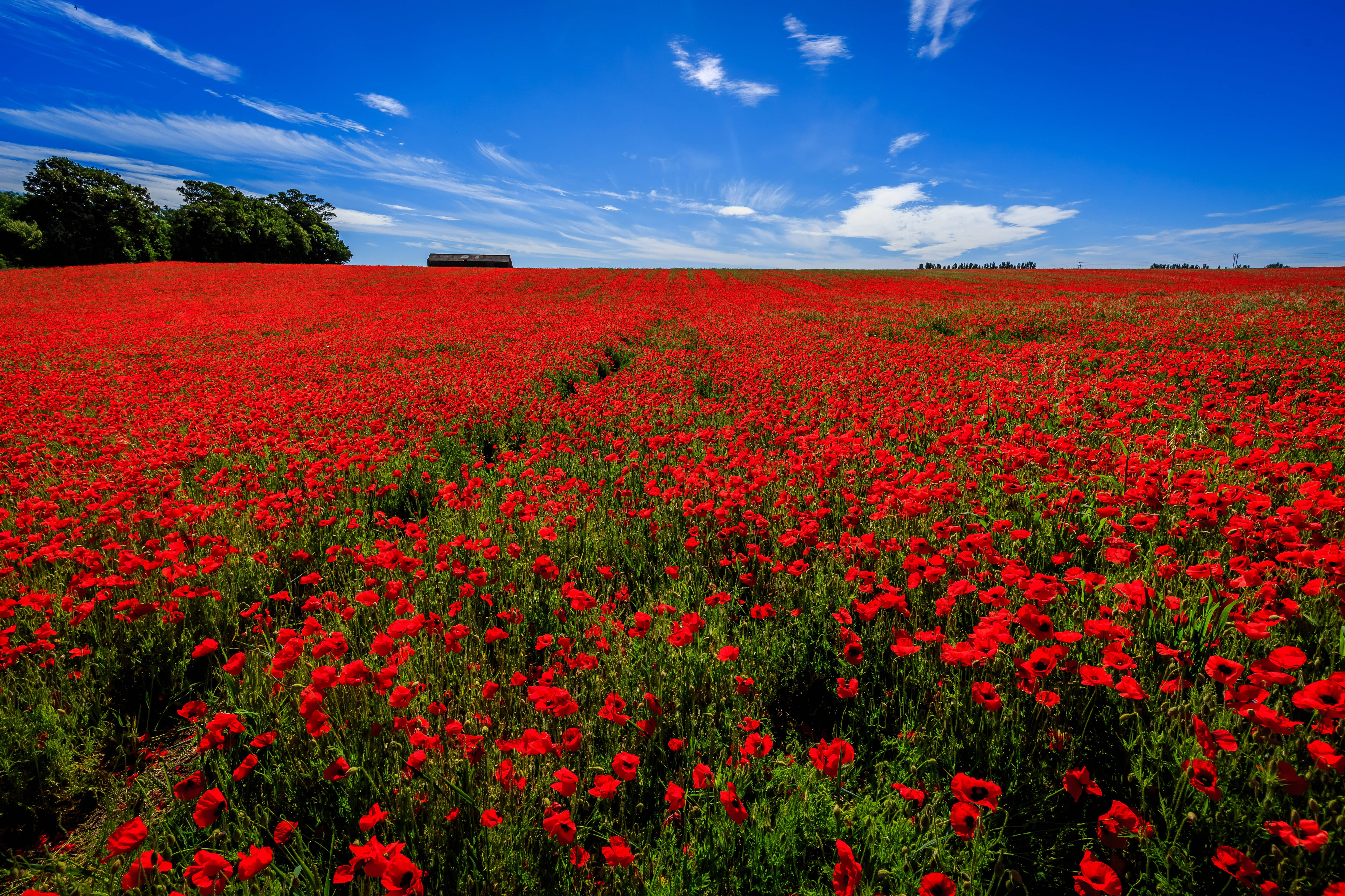 4k, sky red poppy flower field, vibrant red poppies, 5K Desktop Wallpaper