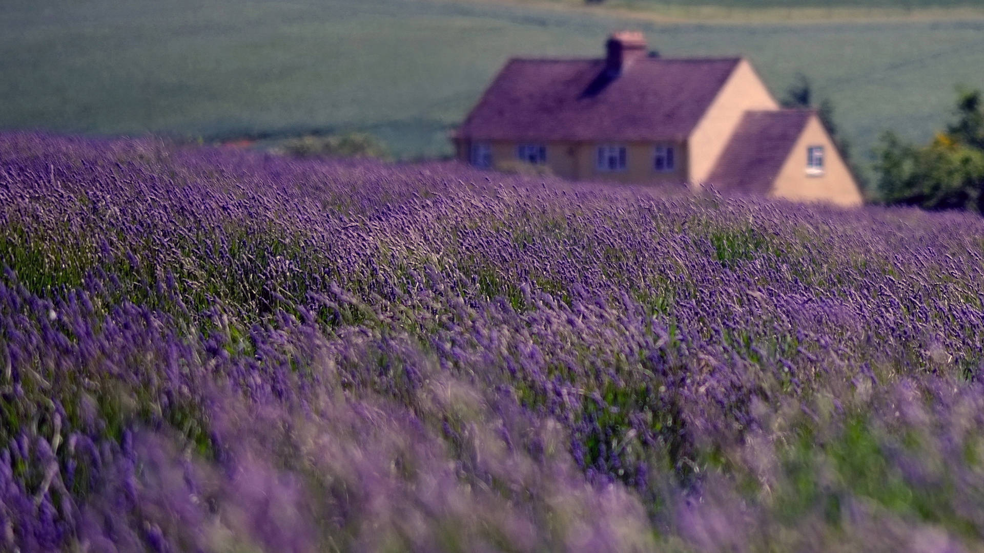 House Beside The Lavender Desktop, rustic house, vast field of blooming purple lavender, Full HD Desktop Wallpaper