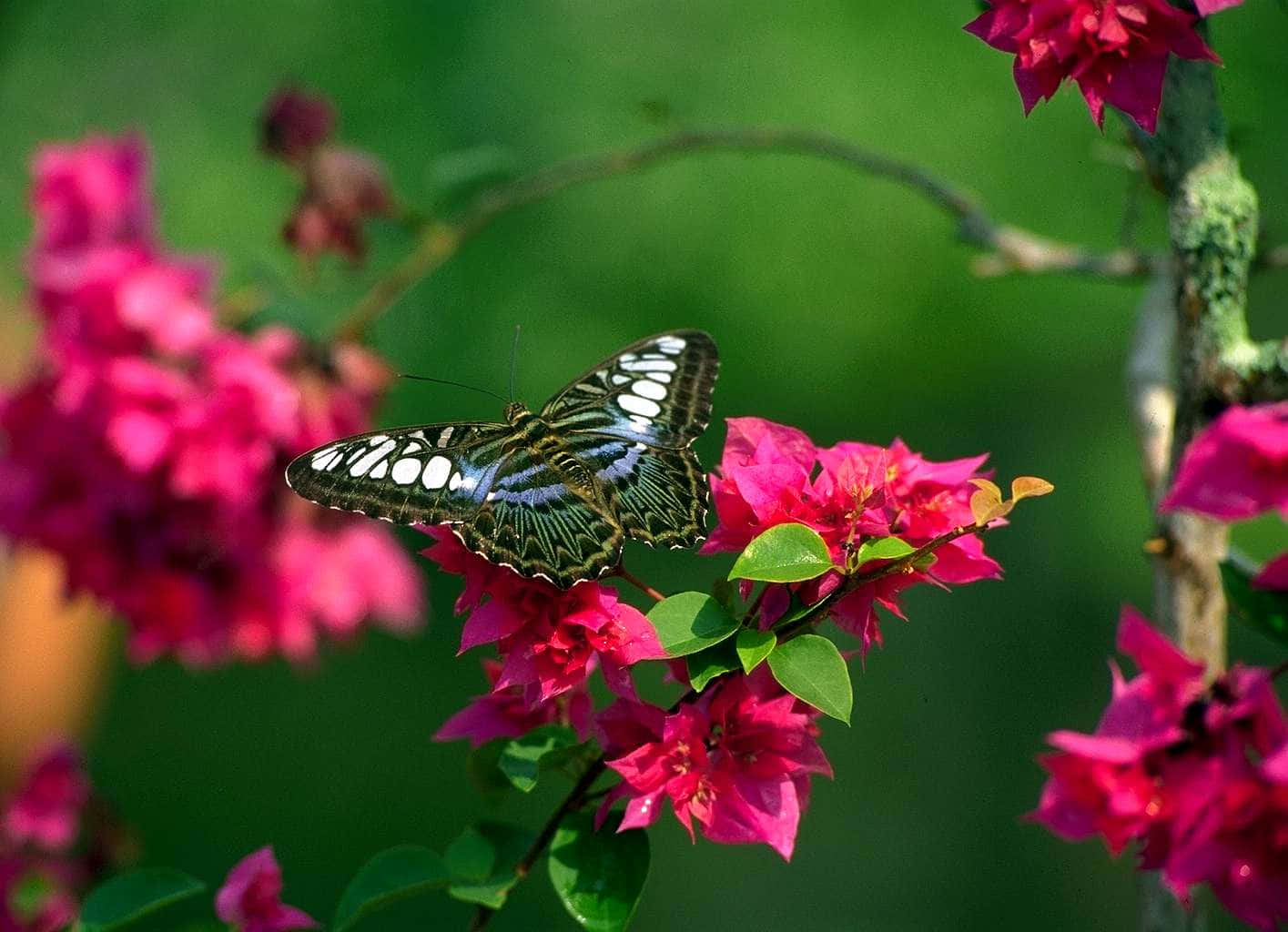 butterfly, bougainvillea, pink, HD Desktop Wallpaper