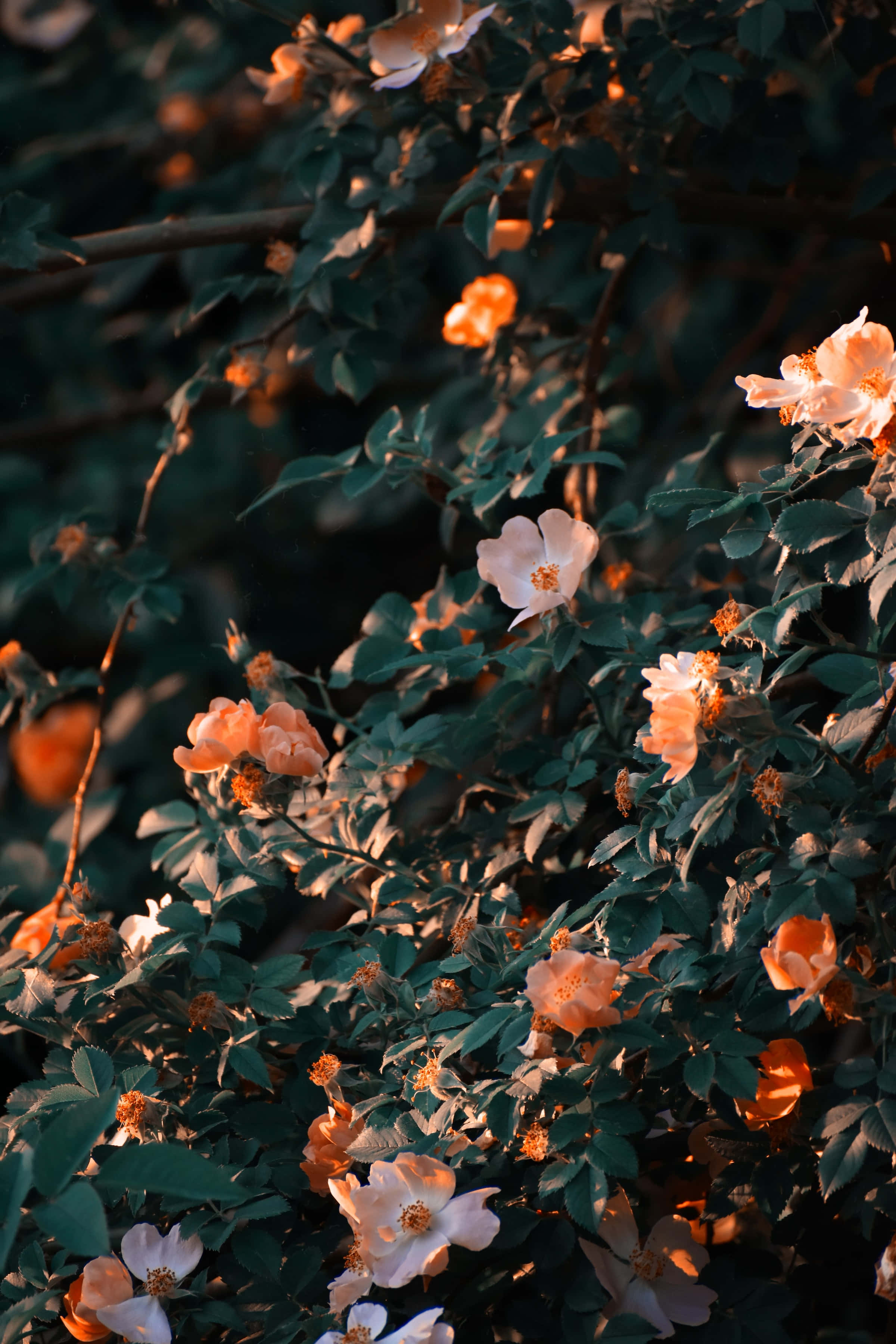 peach, white roses, deep green foliage, 2K Phone Wallpaper