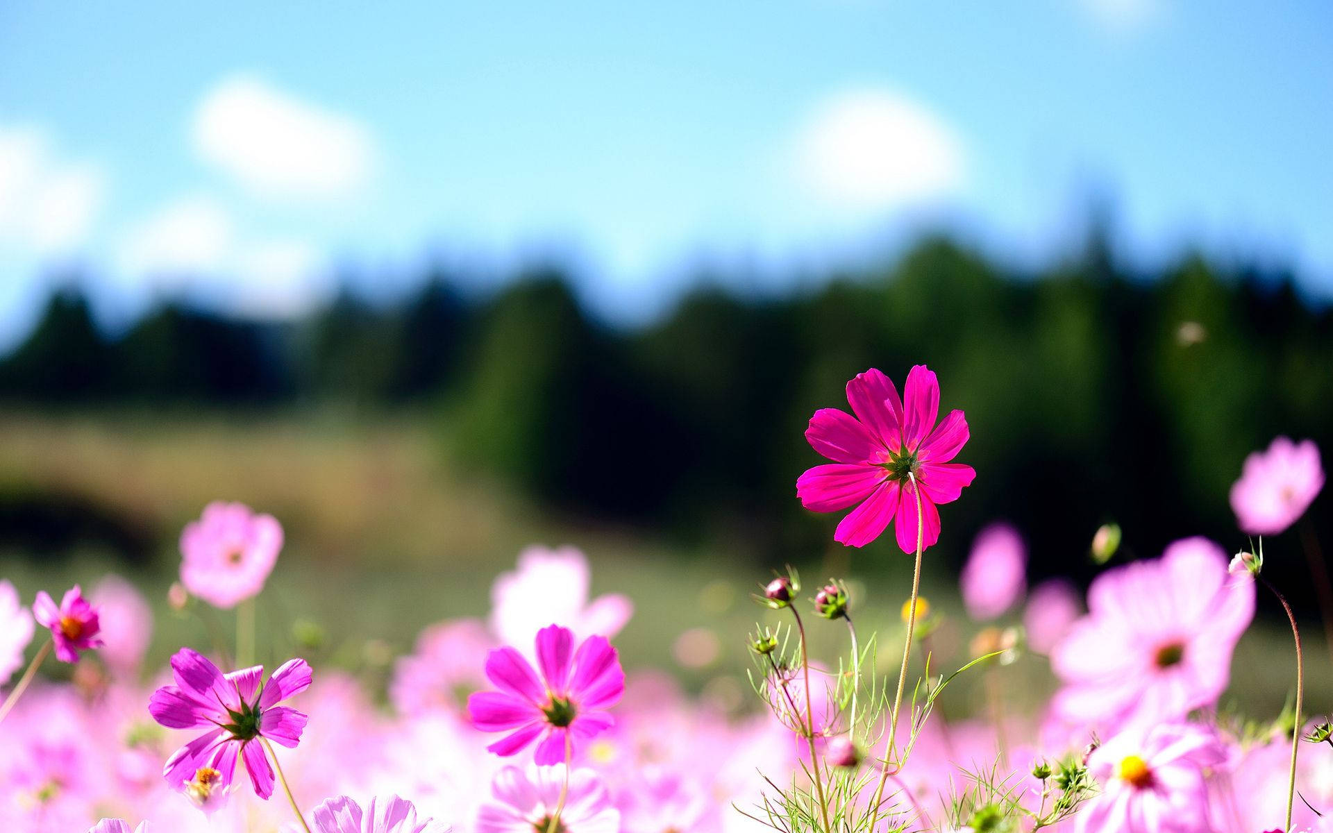 Flower Field, cosmos flowers, sunlit meadow, Full HD Desktop Wallpaper